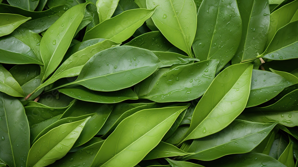 1200x673 A Detailed Focus On Fresh Bay Leaf Laurel Laurus Nobilis Leaves For Textural Inspiration, Leaf Wallpaper, Green Wallpaper, Bay Leaf Background Image And Wallpaper for Free Download