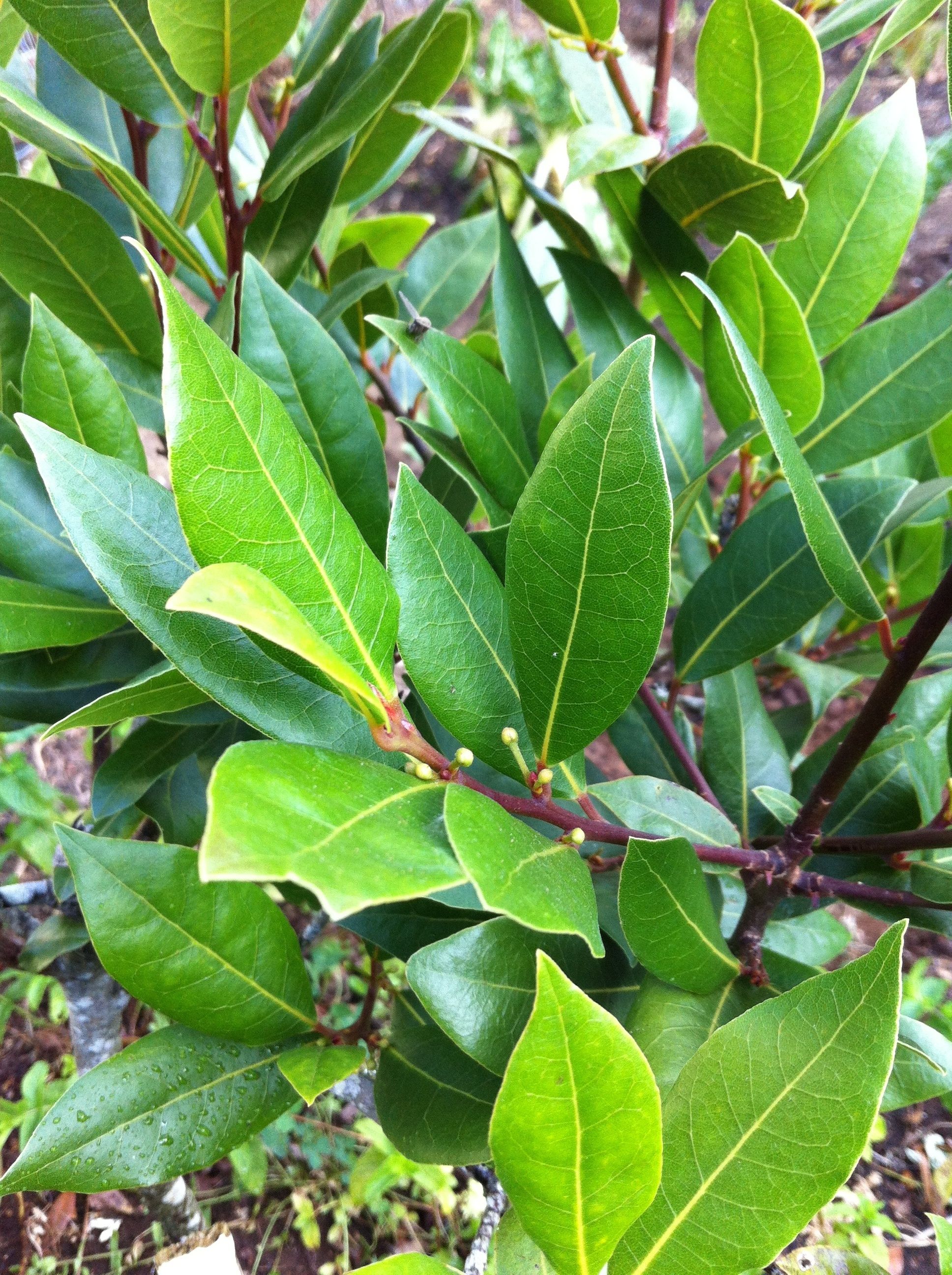 1936x2592 Bay Leaves Wallpaper