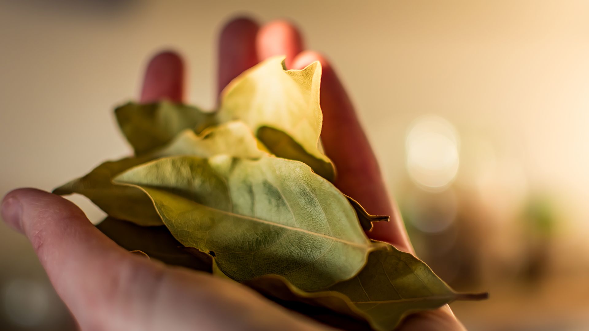 1920x1080 Could a 'bay leaf spell' attract wealth and success?