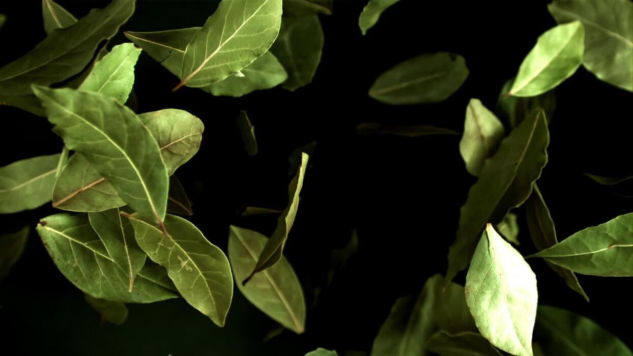 1244x700 Bay leaf flies up and falls. Filmed is slow motion 1000 fps. High quality FullHD footage