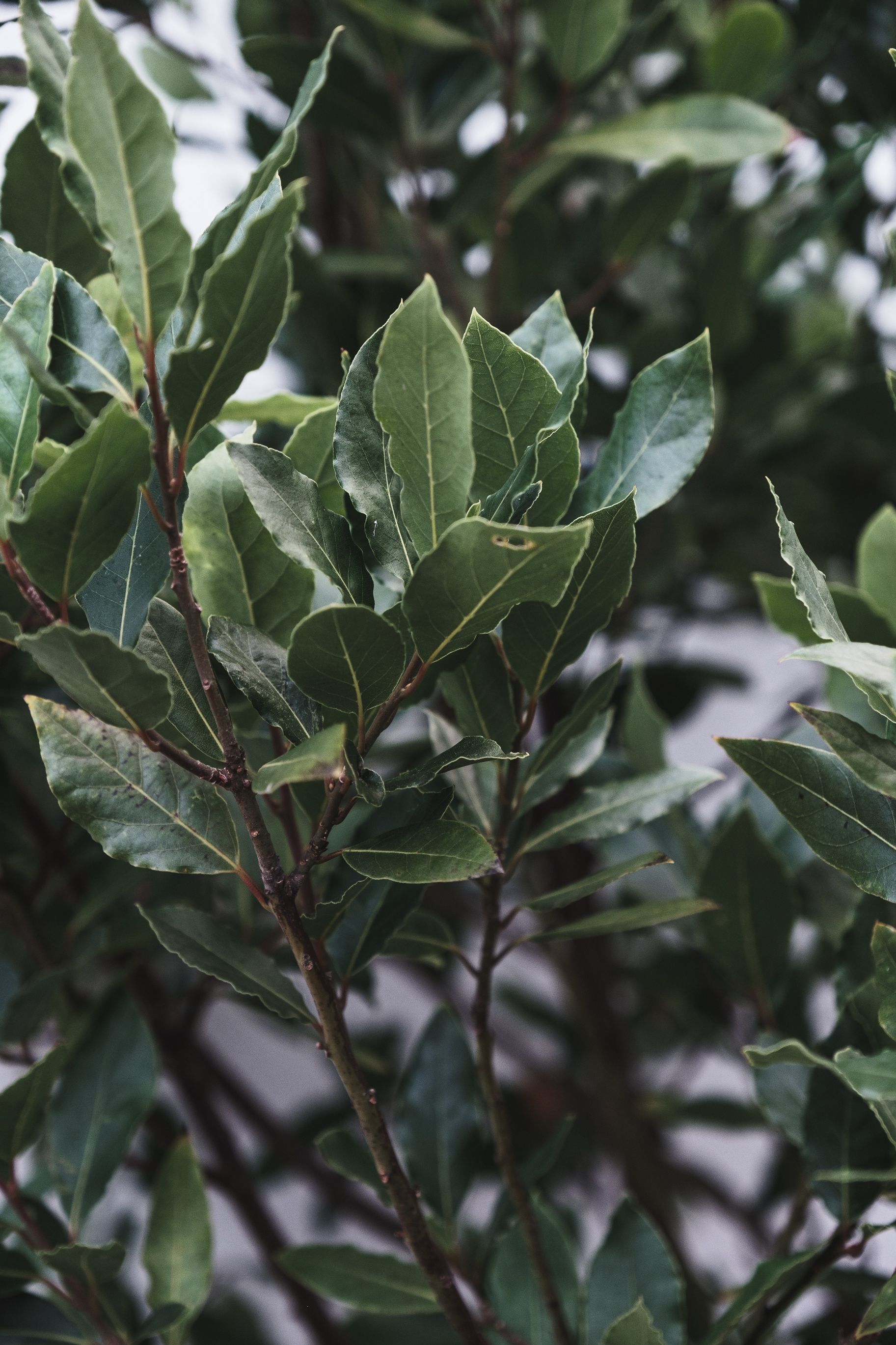 1825x2738 Bay Leaves Wallpaper