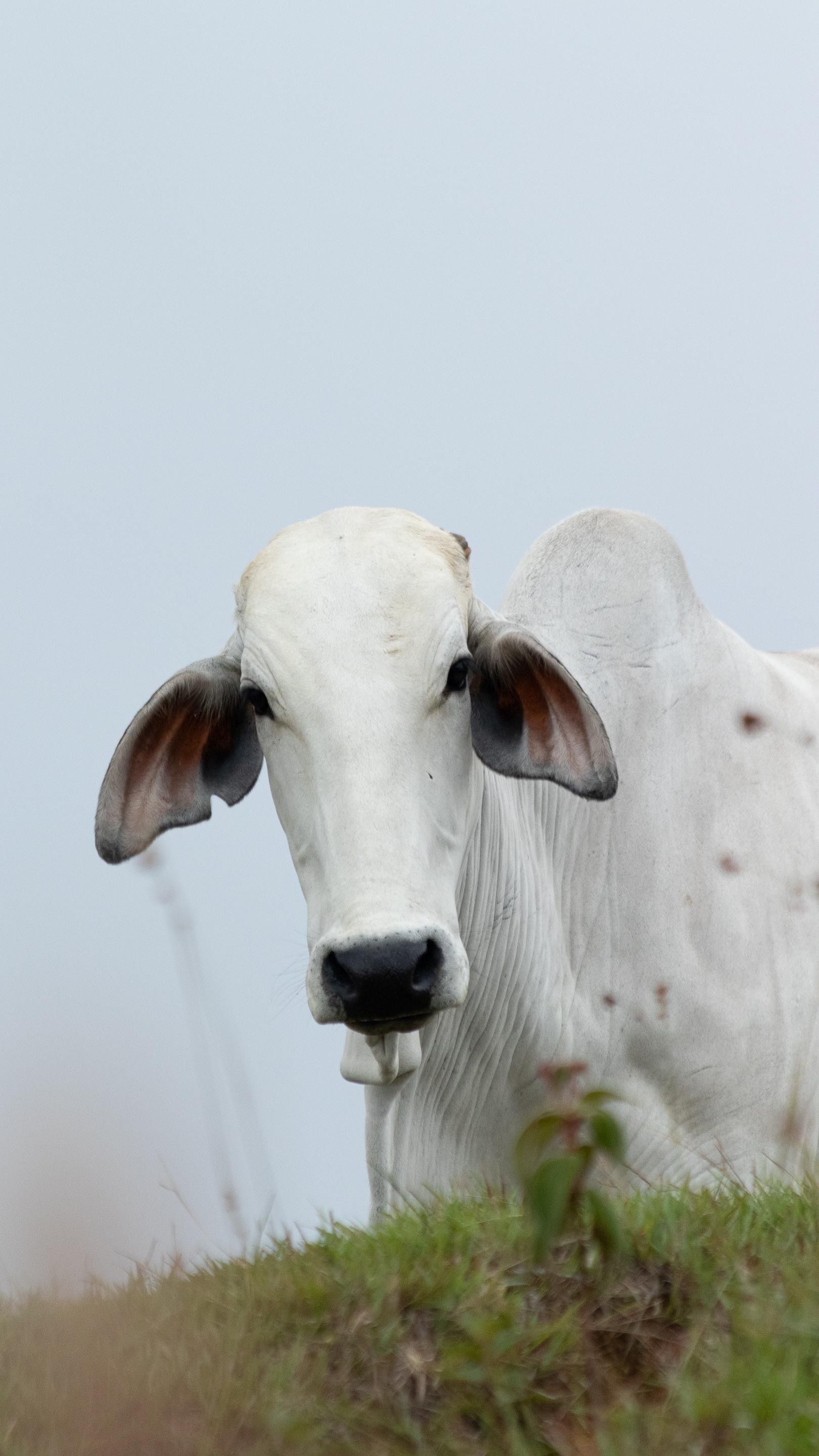 1620x2880 Close Up Of Brahman Cow With Horns Outdoors · Free