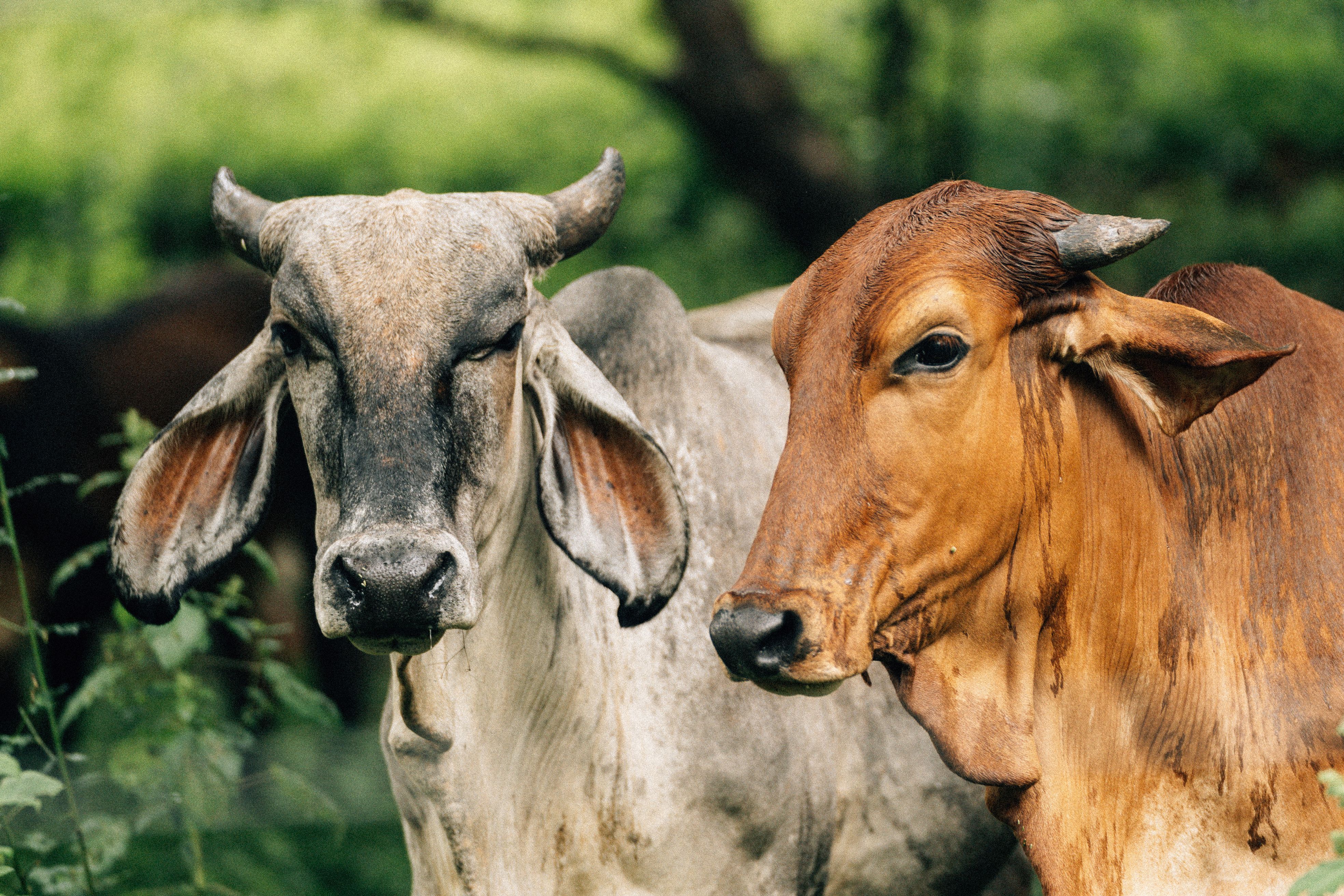 3936x2624 4k Wallpaper Of Brahman Photo, Download The BEST Free 4k Wallpaper Of Brahman & HD Image