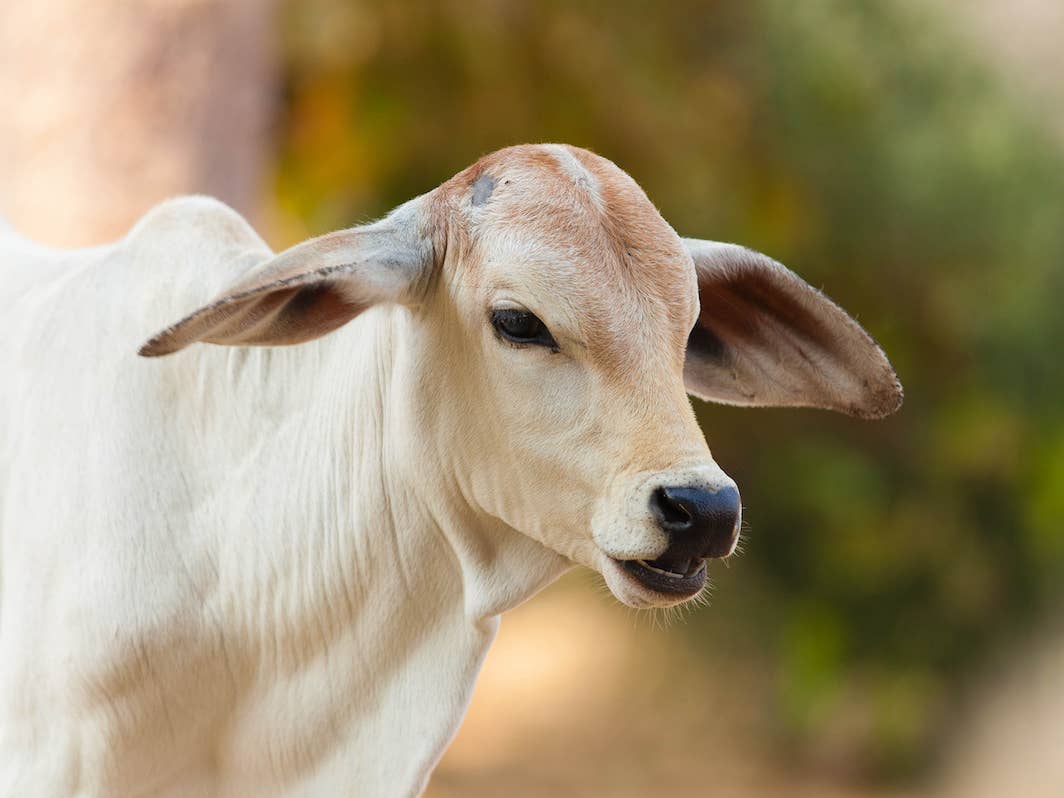 1064x798 Baby Cows' Impatience To Meet Human Neighbor Tugs at the Heartstrings