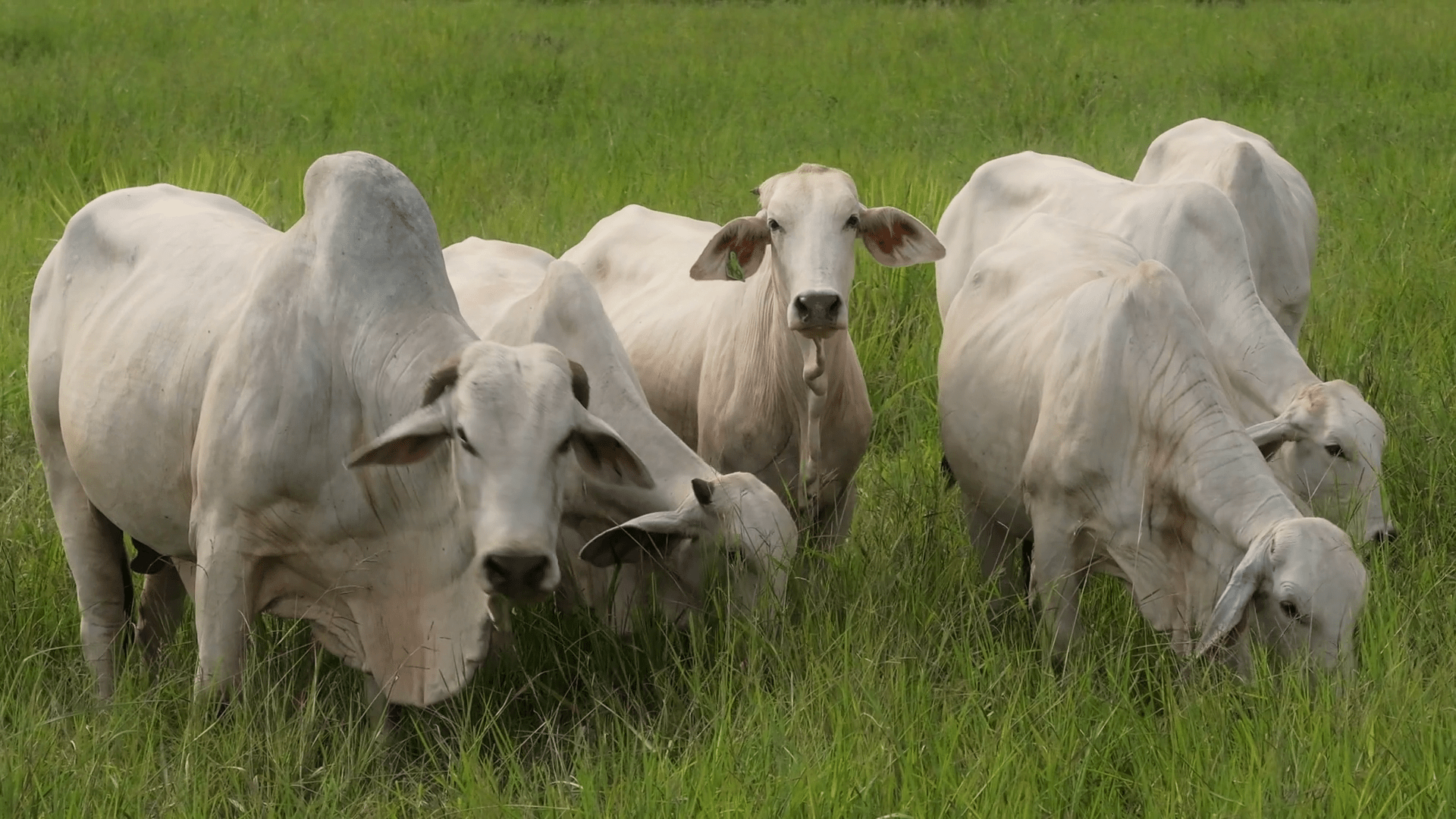 1920x1080 Brahman Cows Joyfully Grazing in the Lush Fields of Costa Ricas Nature
