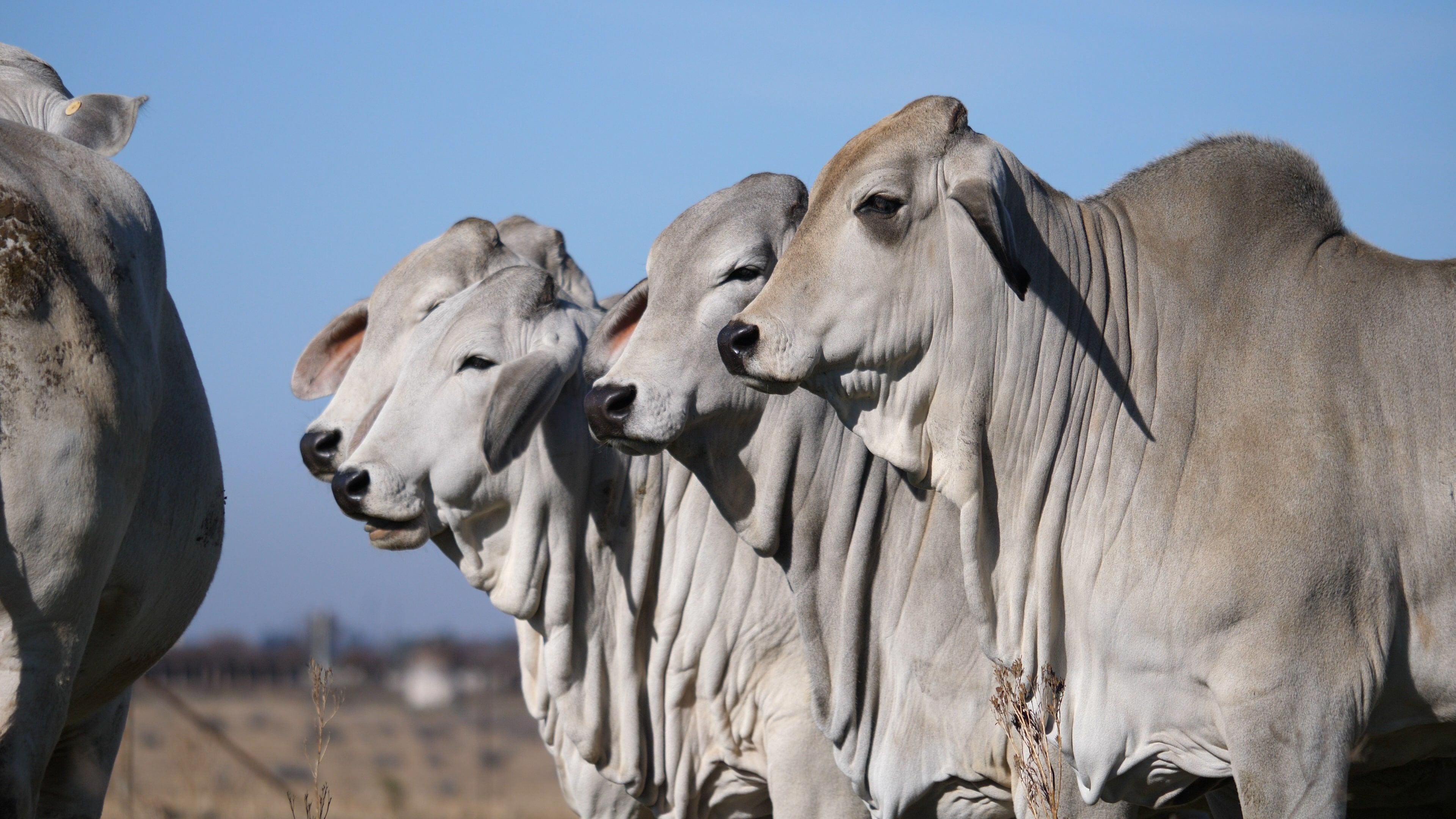 3840x2160 Mothering Ability in Brahman Cattle