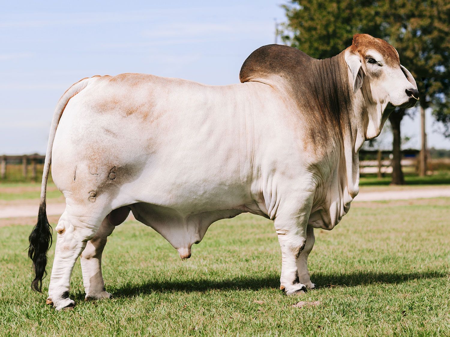 1500x1125 Everything You Want to Know About Brahman Cattle