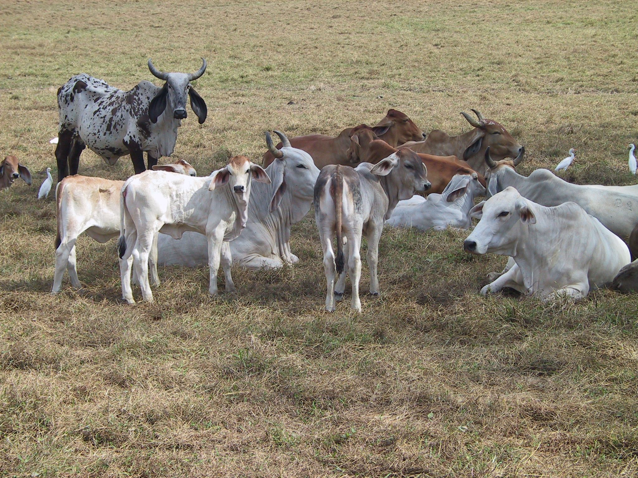 2048x1536 Brahman cattle