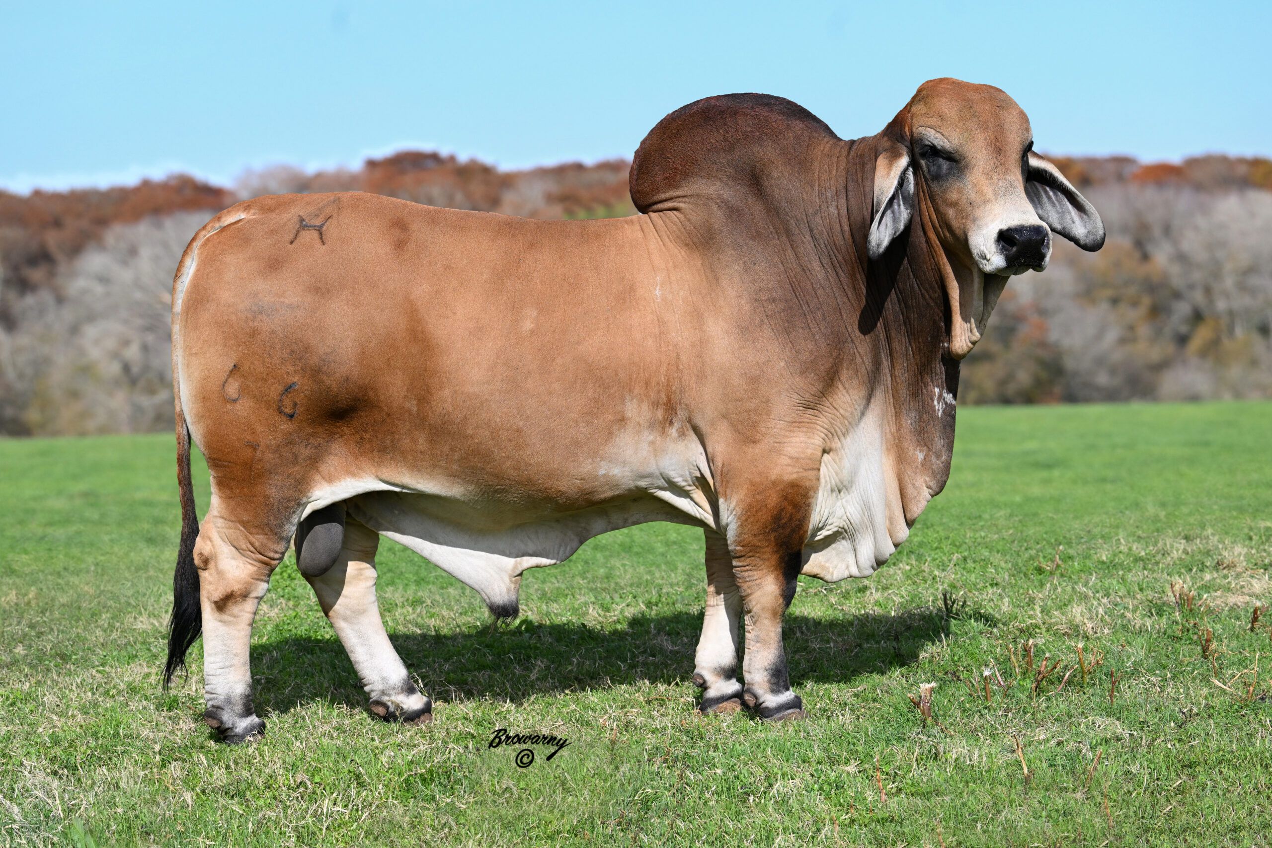 2560x1707 Sires Cattle Company