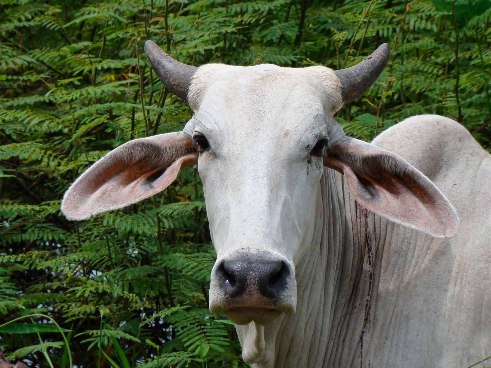 1600x1200 Tamarindo, Costa Rica Daily Photo: Brahman cattle