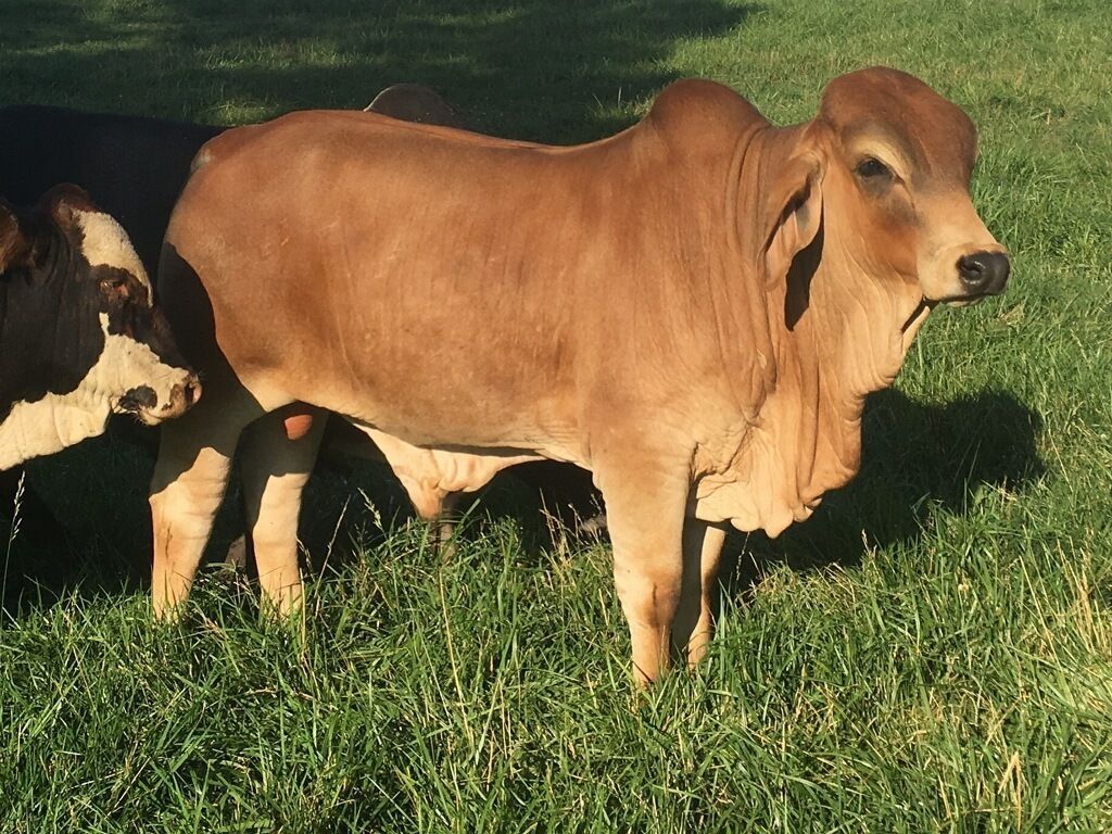 1024x768 Brahman Cow Wallpaper