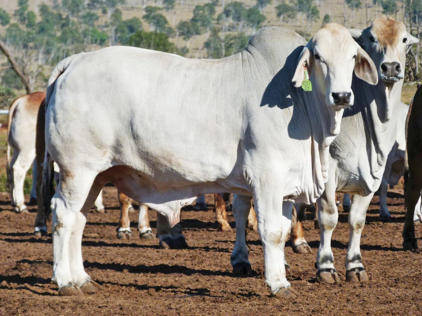 1400x1050 Brahman Breed works hard at promoting profitability