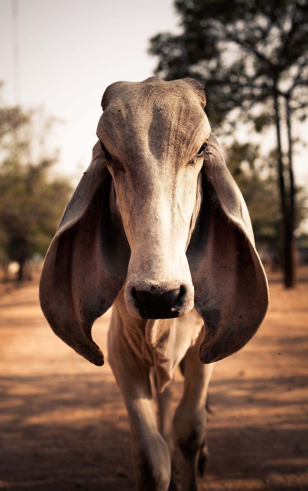 1288x2048 Brown cattle, photography, animals, cow, ears HD wallpaper