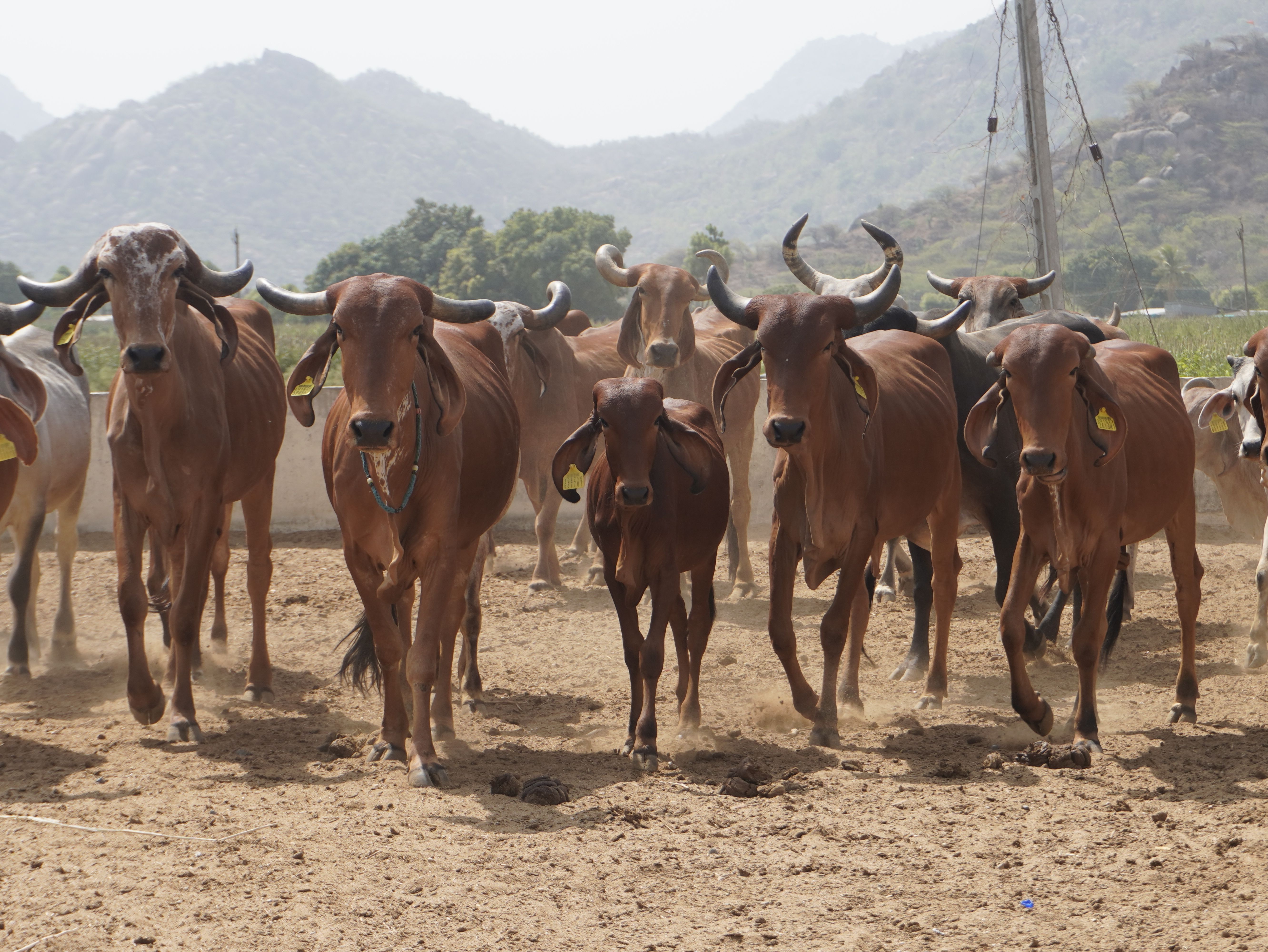 5328x4000 Sahiwal Cattle Photo, Download The BEST Free Sahiwal Cattle & HD Image