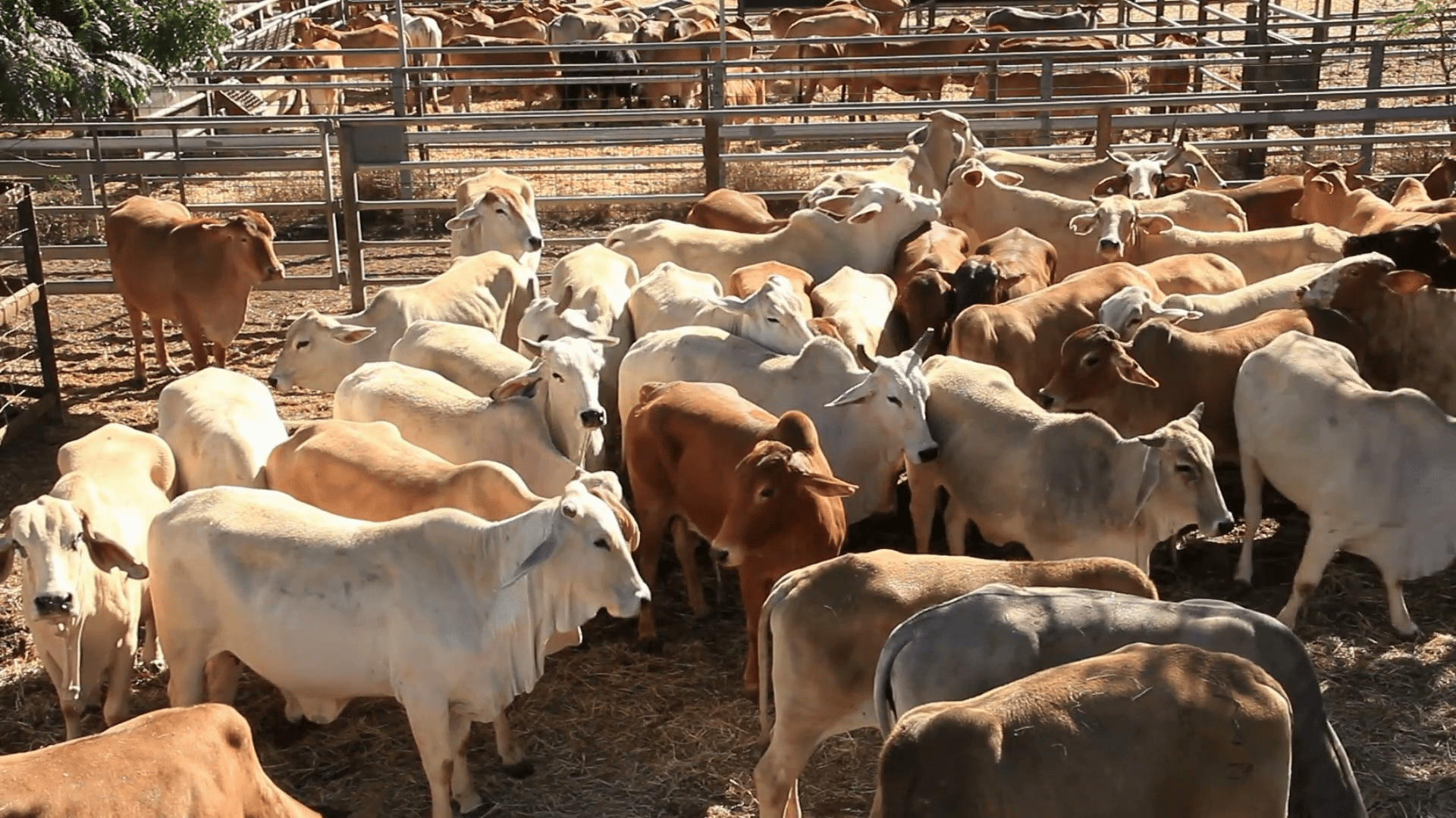 1920x1080 Brahman Beef Cattle Cows Sale Yard Pens