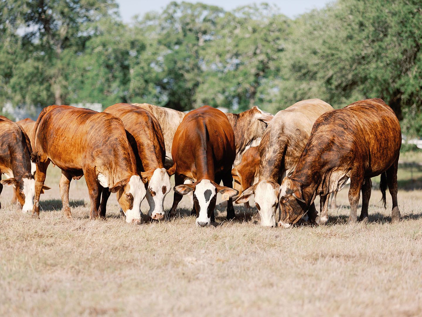 1440x1080 Everything You Want to Know About Brahman Cattle