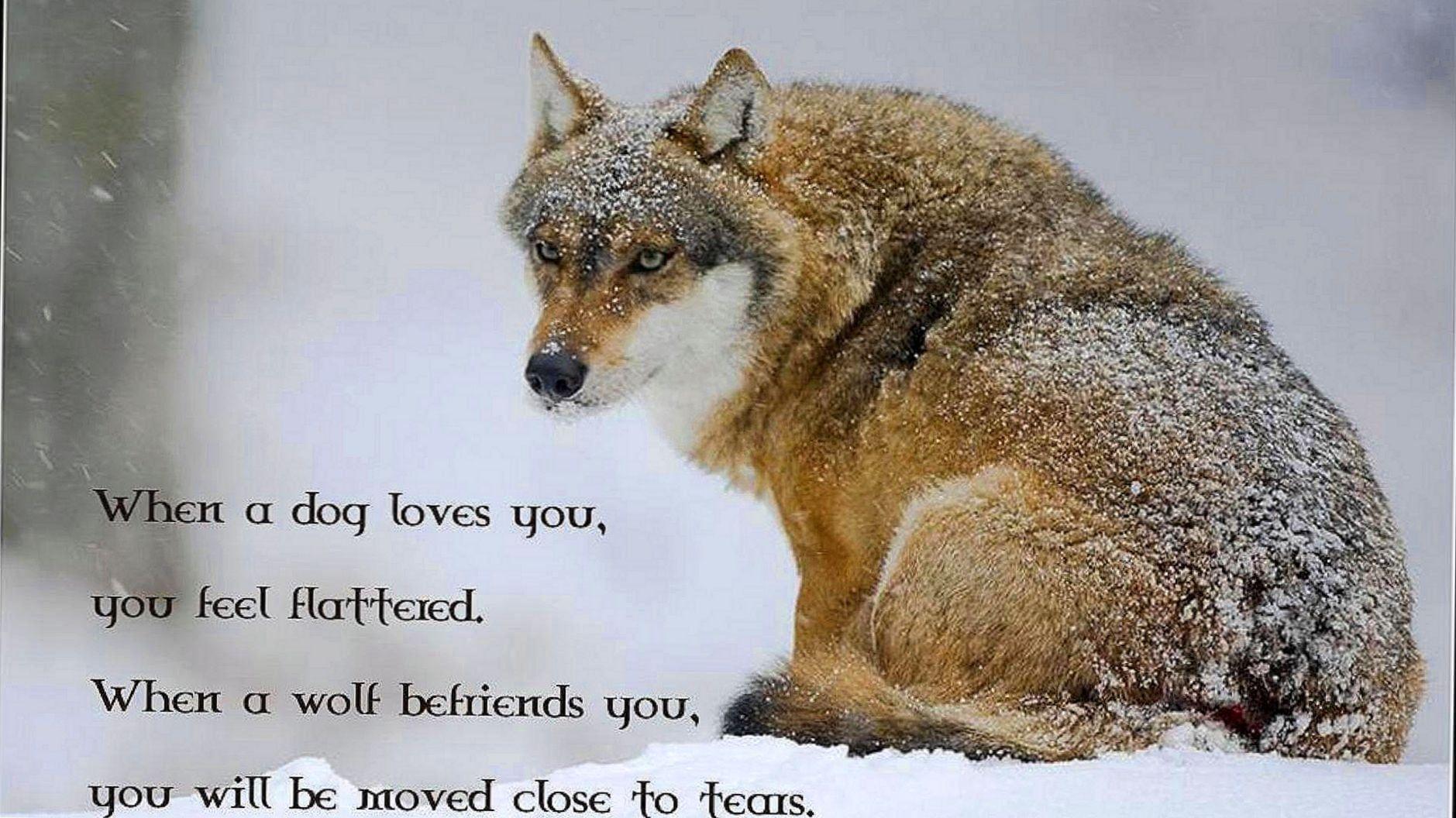 1879x1056 Wolf Quotes Hình nền Wolf Wallpaper.Pro