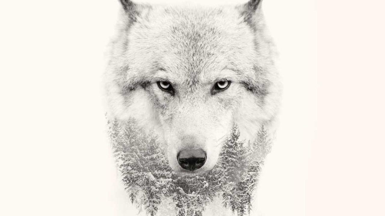 1280x720 Báo giá sói mạnh mẽ để thúc đẩy bạn.  Wolves & Wolfpack Quotes