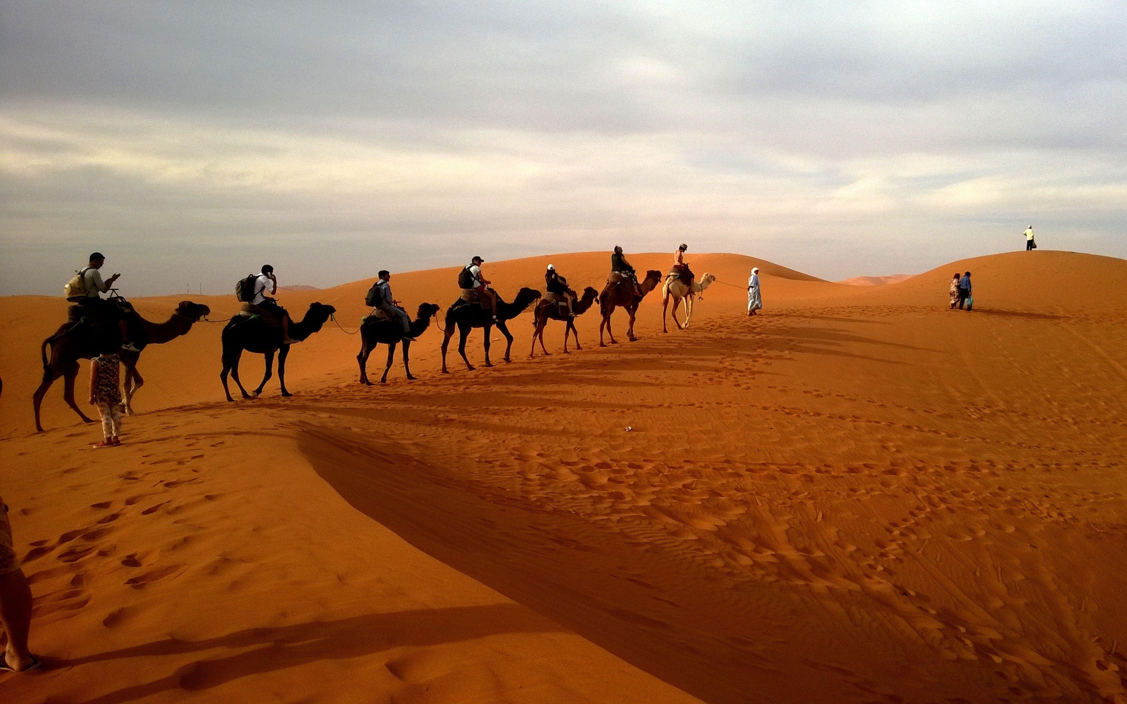 3840x2400 Camels Caravan Desert Safari Sand Dune Wallpaper