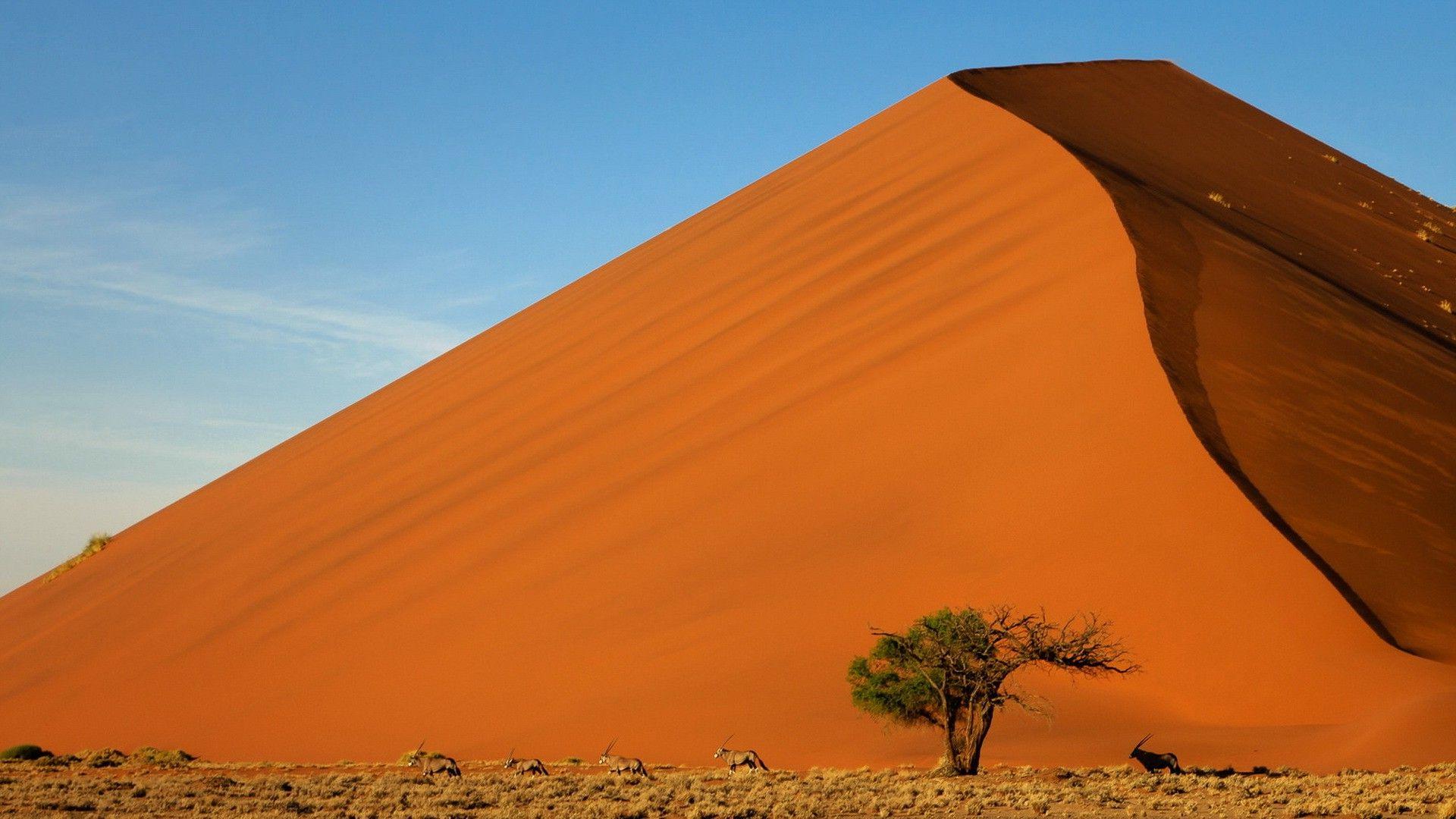 1920x1080 desert, Landscape, Sand, Dune, Animals Wallpaper HD / Desktop