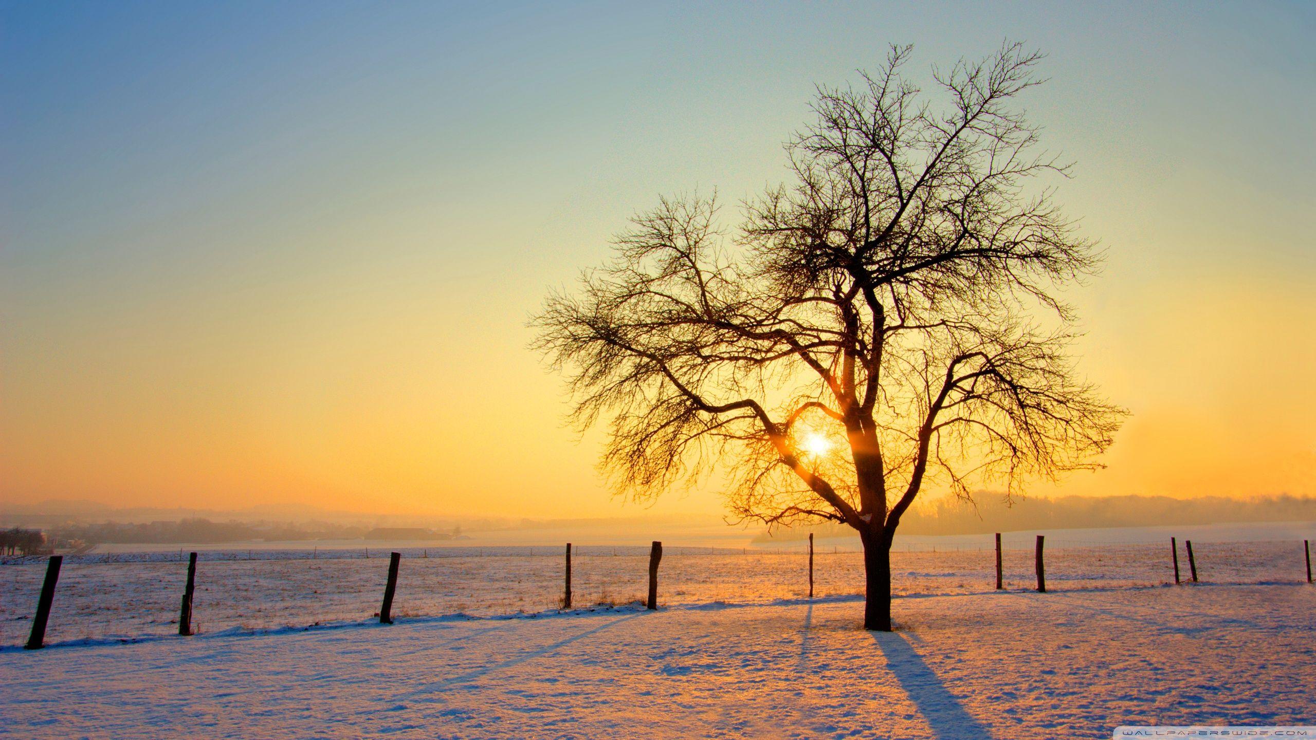 2560x1440 Winter Sunset Ultra HD Desktop Background Wallpaper for 4K UHD TV