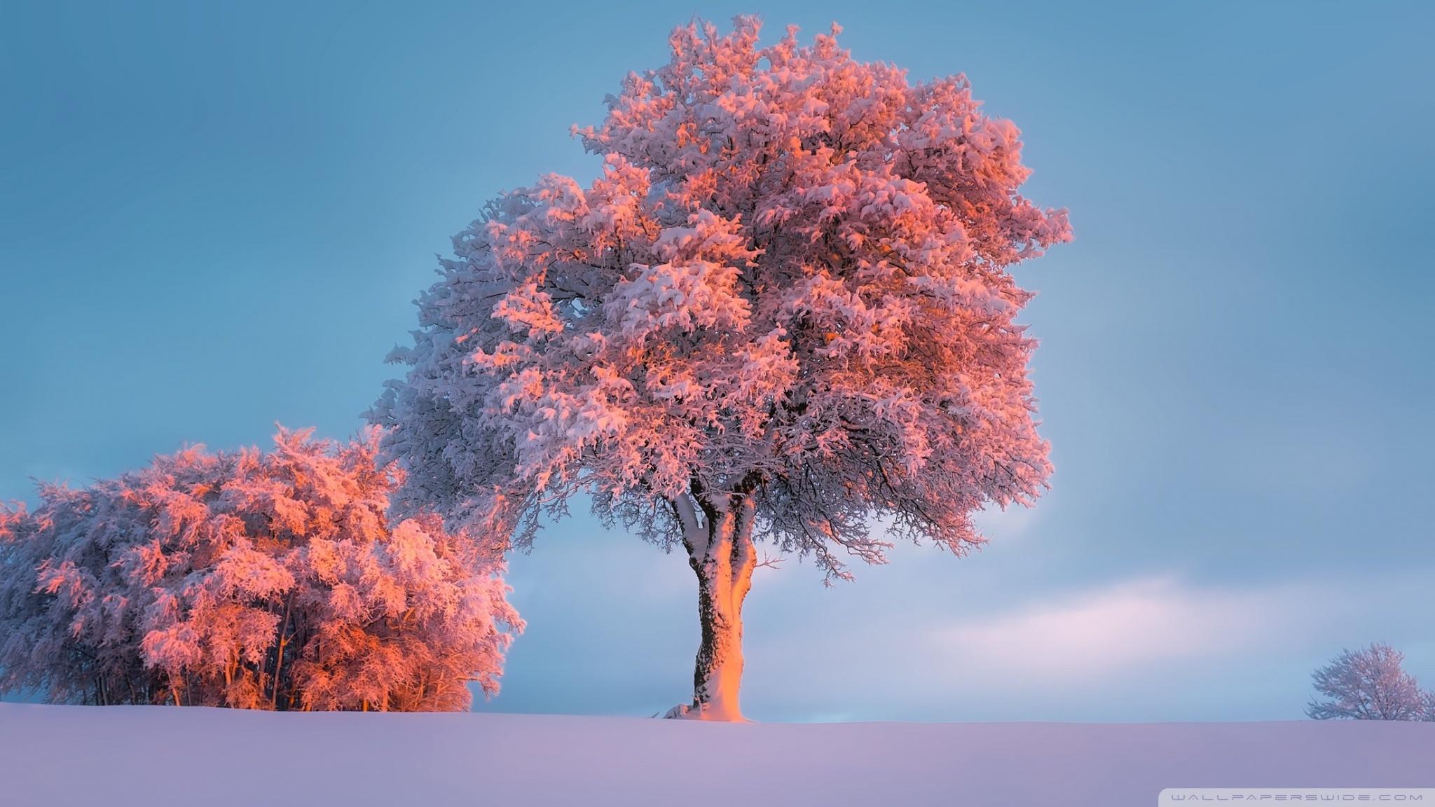 2048x1152 Trees, Winter, Pink Sunset