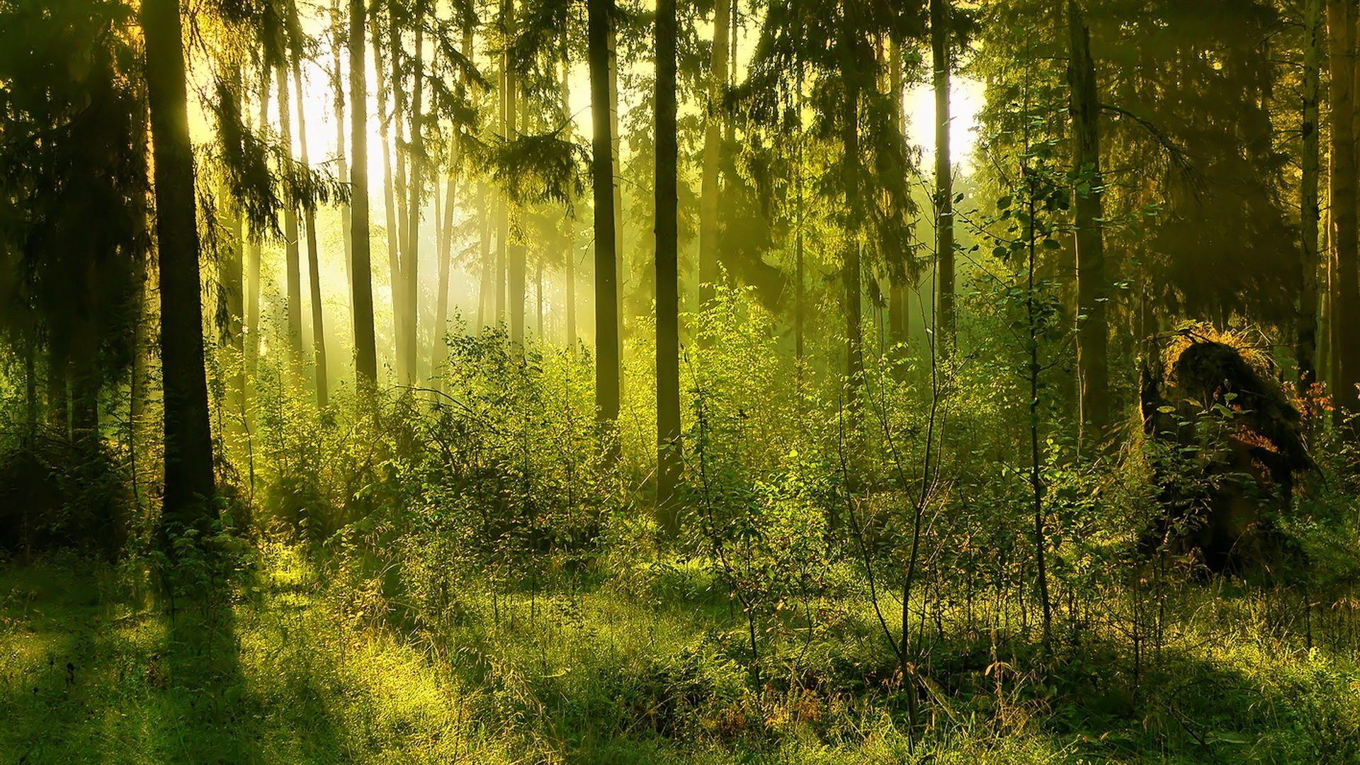 1920x1080 Free download Forest Computer Wallpaper Desktop Background