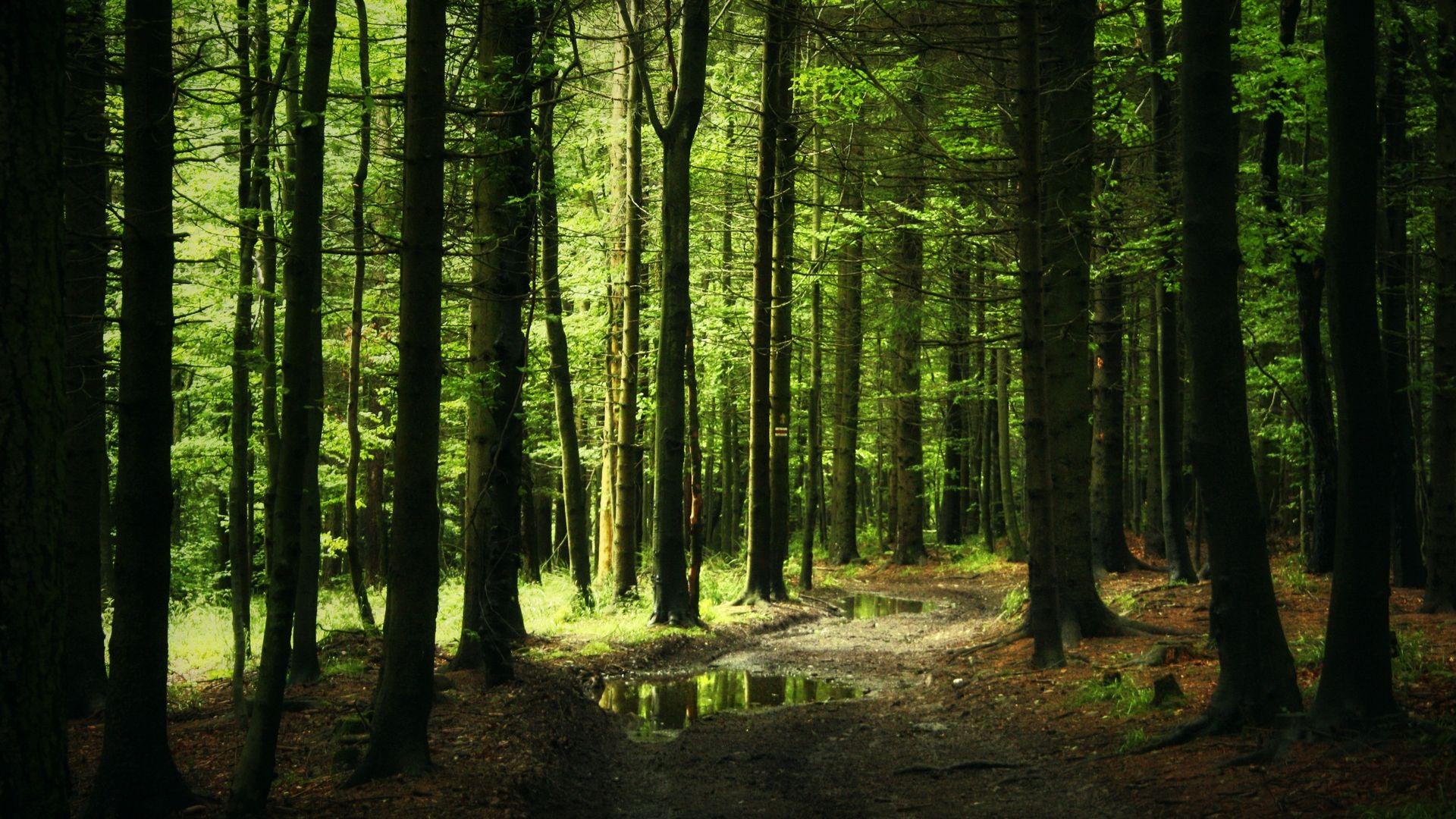 1920x1080 Free download Forest Computer Wallpaper Desktop Background