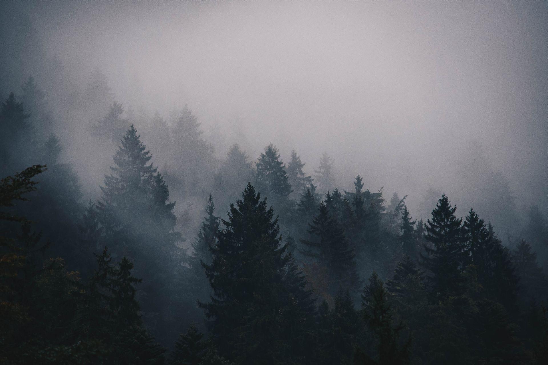 1920x1280 Foggy Forest Computer Wallpaper. All White Background