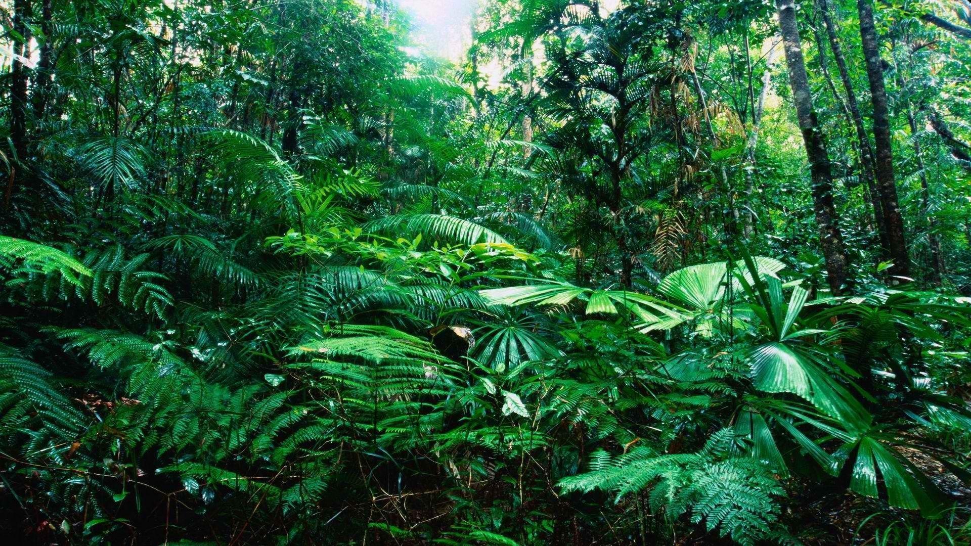 1920x1080 Rainy Forest Computer Wallpaper. All White Background