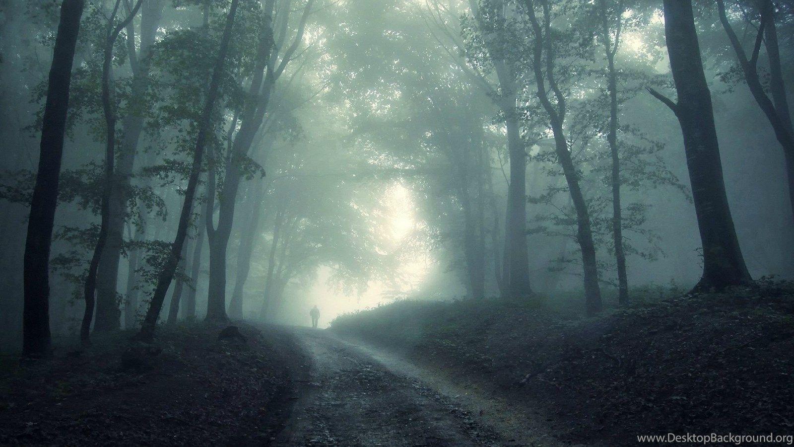 1600x900 Forest Computer Wallpaper, Desktop Background Desktop Background