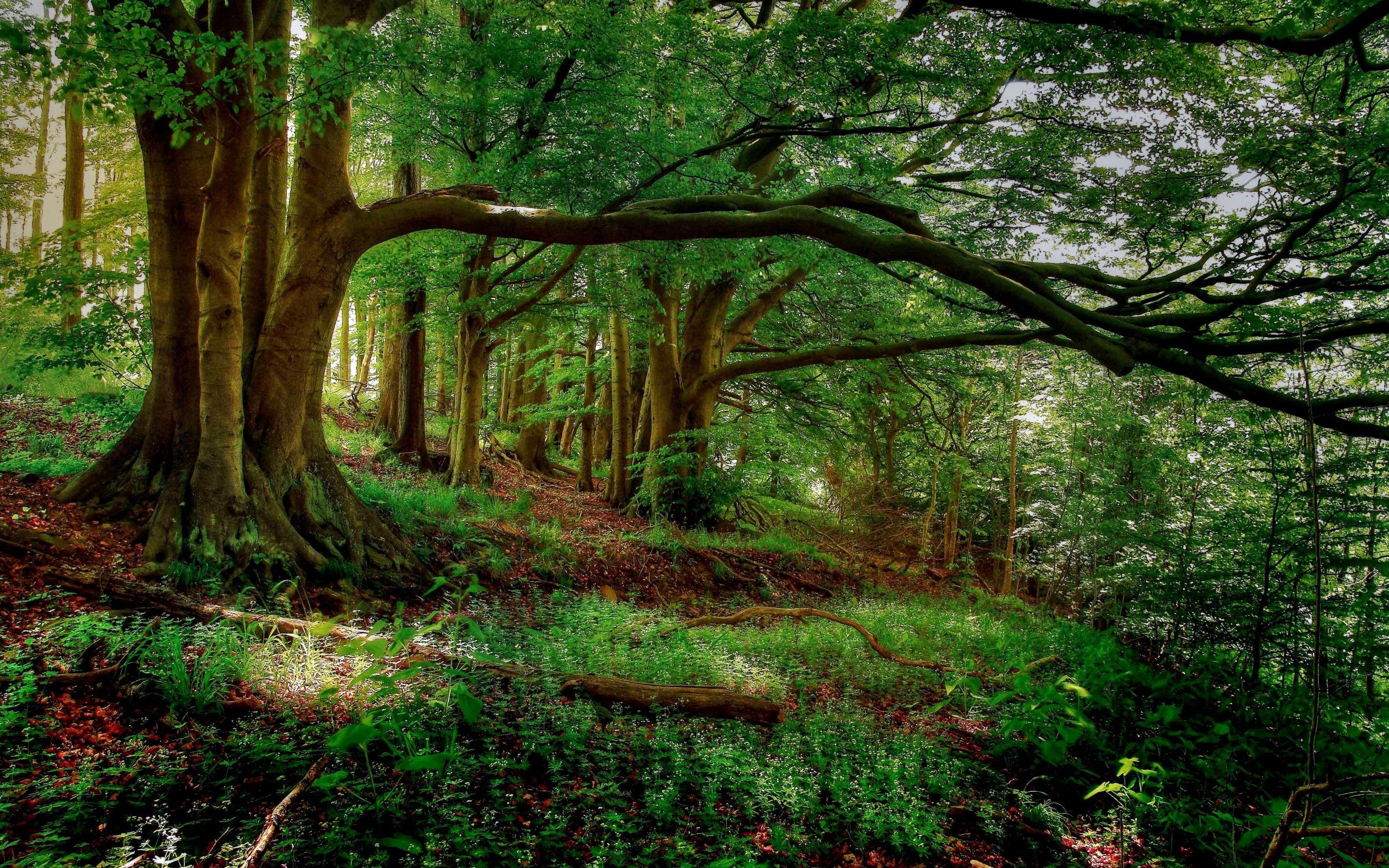 2880x1800 Forests HD Wallpaper
