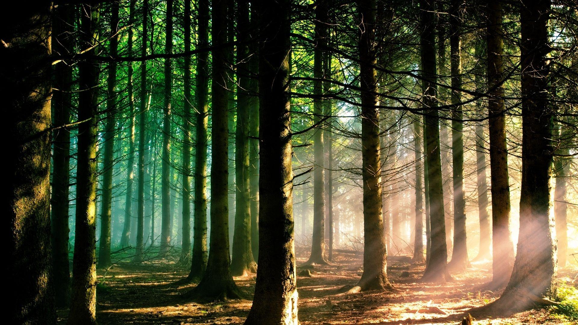 1920x1080 Sunshine Forest Mac Wallpaper Download