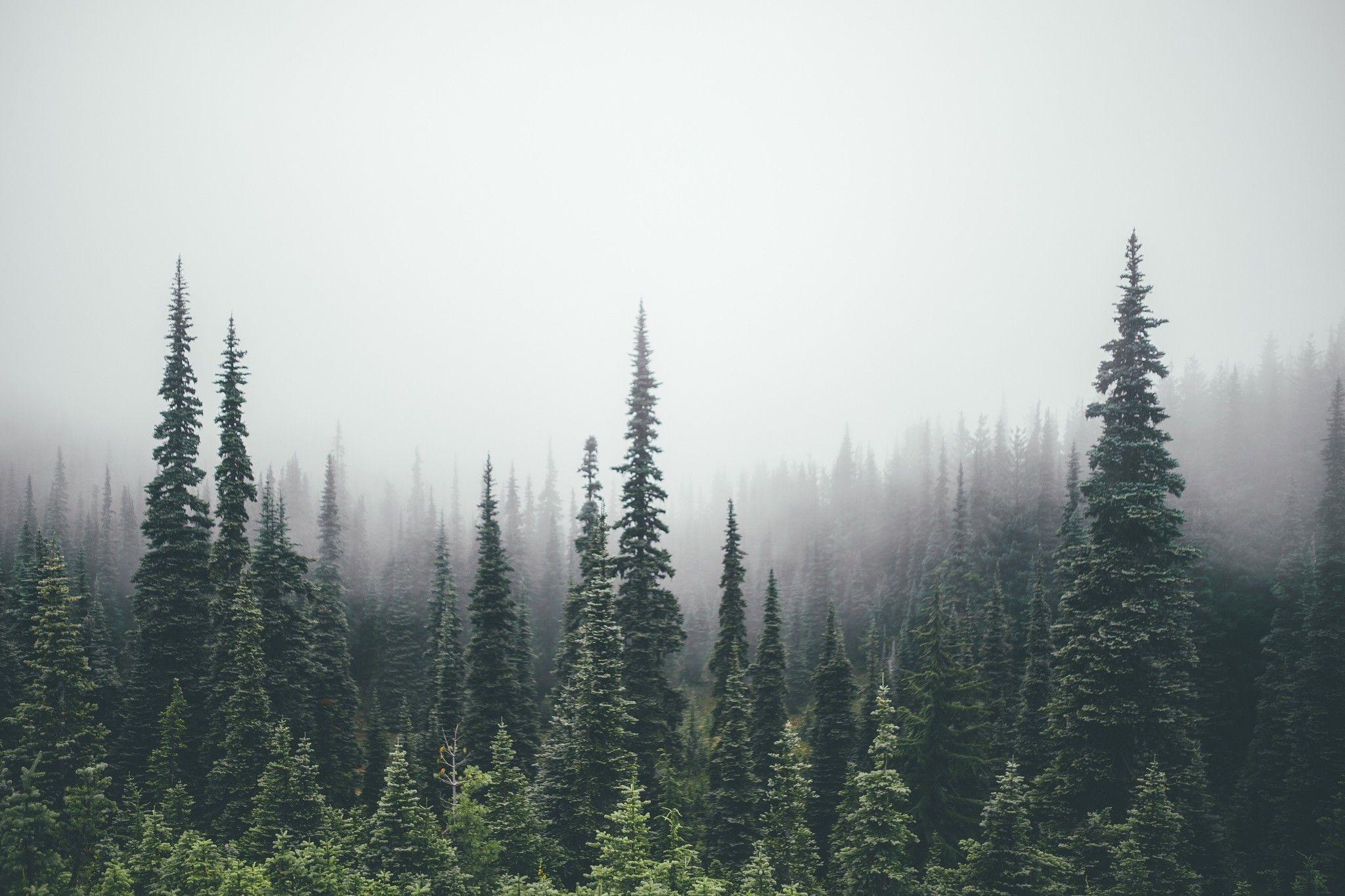 Forest Trees Fog  Free stock photo on Pixabay  Pixabay