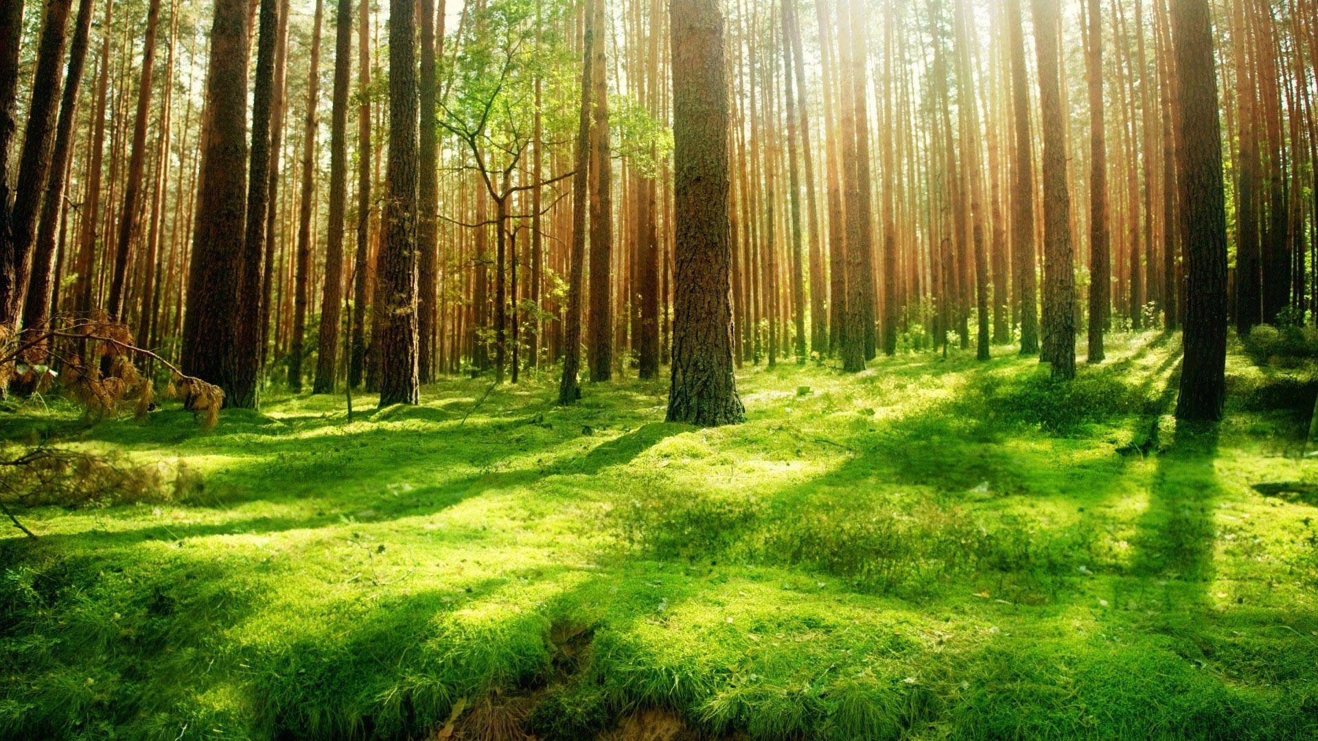 1920x1080 Free download Forest Background HD Wallpaper 14661 HD Wallpaper