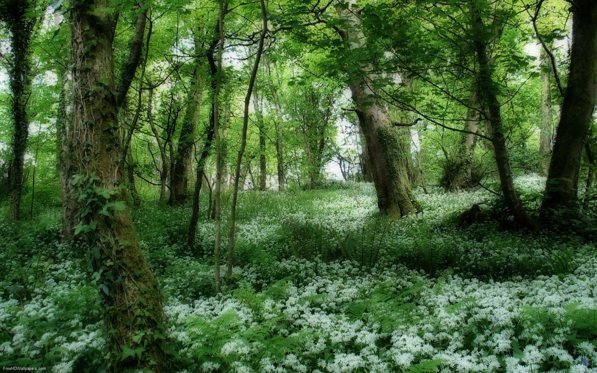 1920x1200 The Irish Glades a dream. Color Me Ireland & Scotland