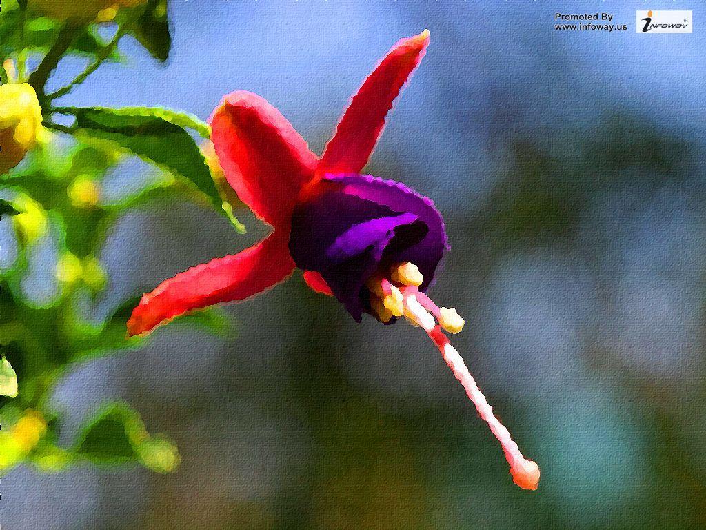 1024x768 hd wallpaper flower desktop wallpaper. HD wallpaper flowe