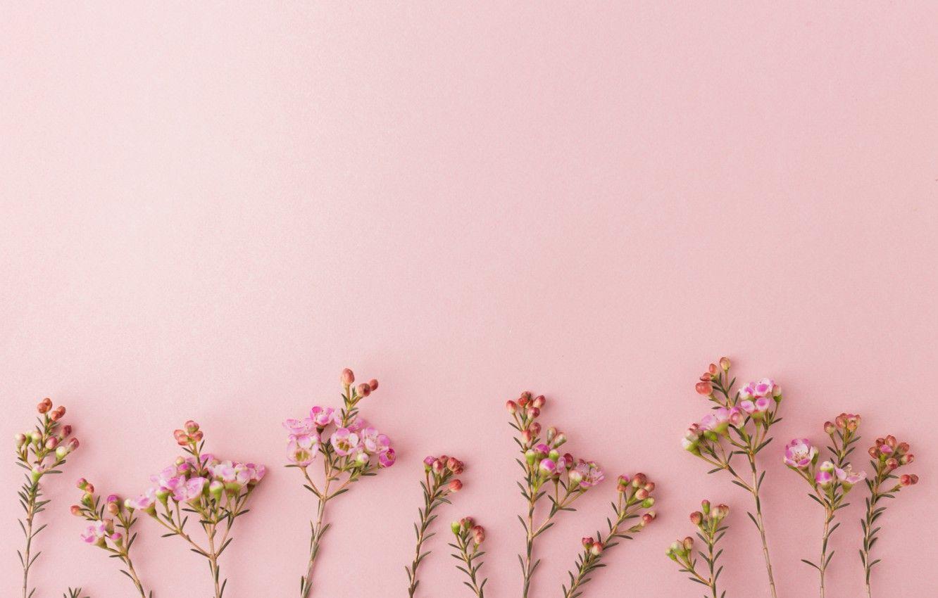 Pink Floral Desktop Wallpapers - Top Free Pink Floral Desktop ...