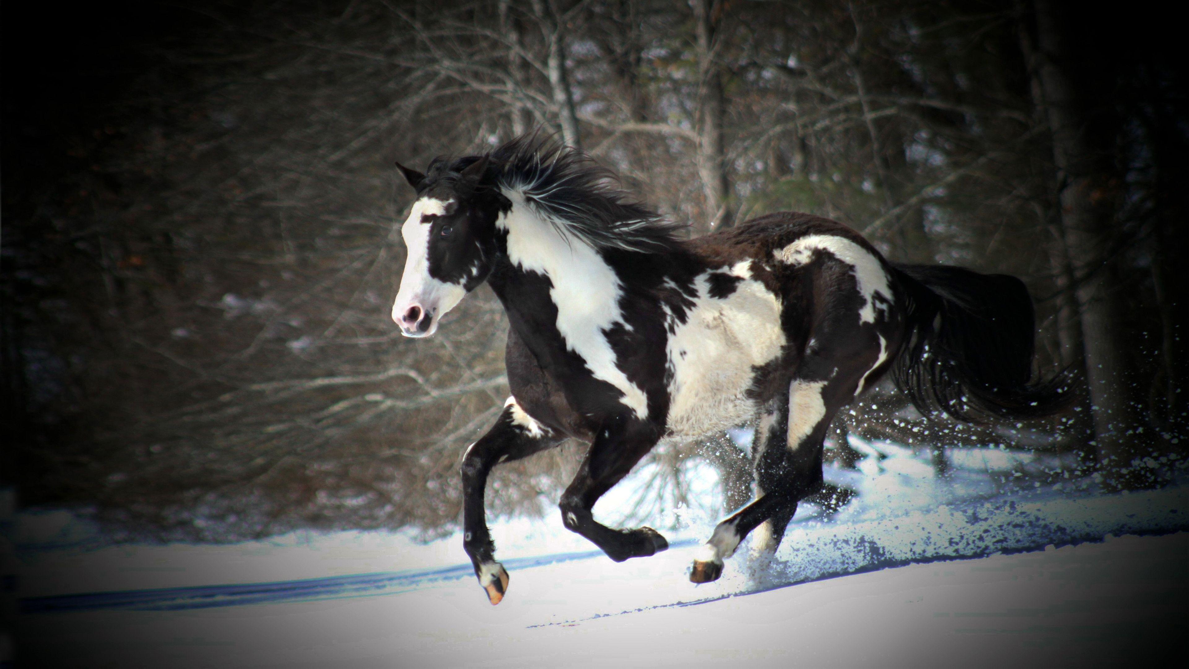 3840x2160 Quarter Horse Wallpaper
