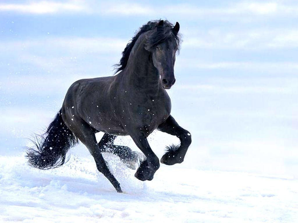 Pferde desktop-hintergrundbilder kostenlos Pferde Fotos