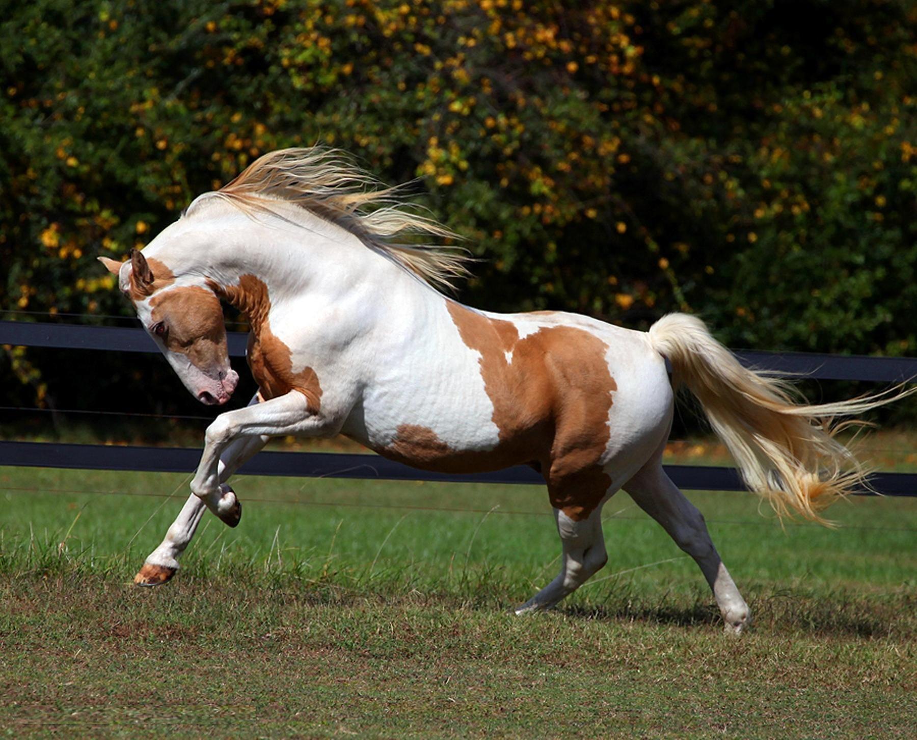 1800x1452 b>Paint</b> <b>Horse</b> HD Wallpaper. <b>Paint</b> <b>Horse</b