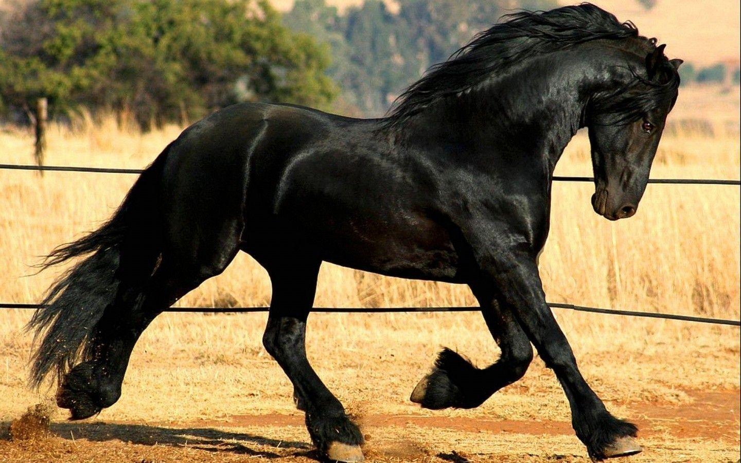 Friesian Horse Wallpapers Top Free Friesian Horse Backgrounds