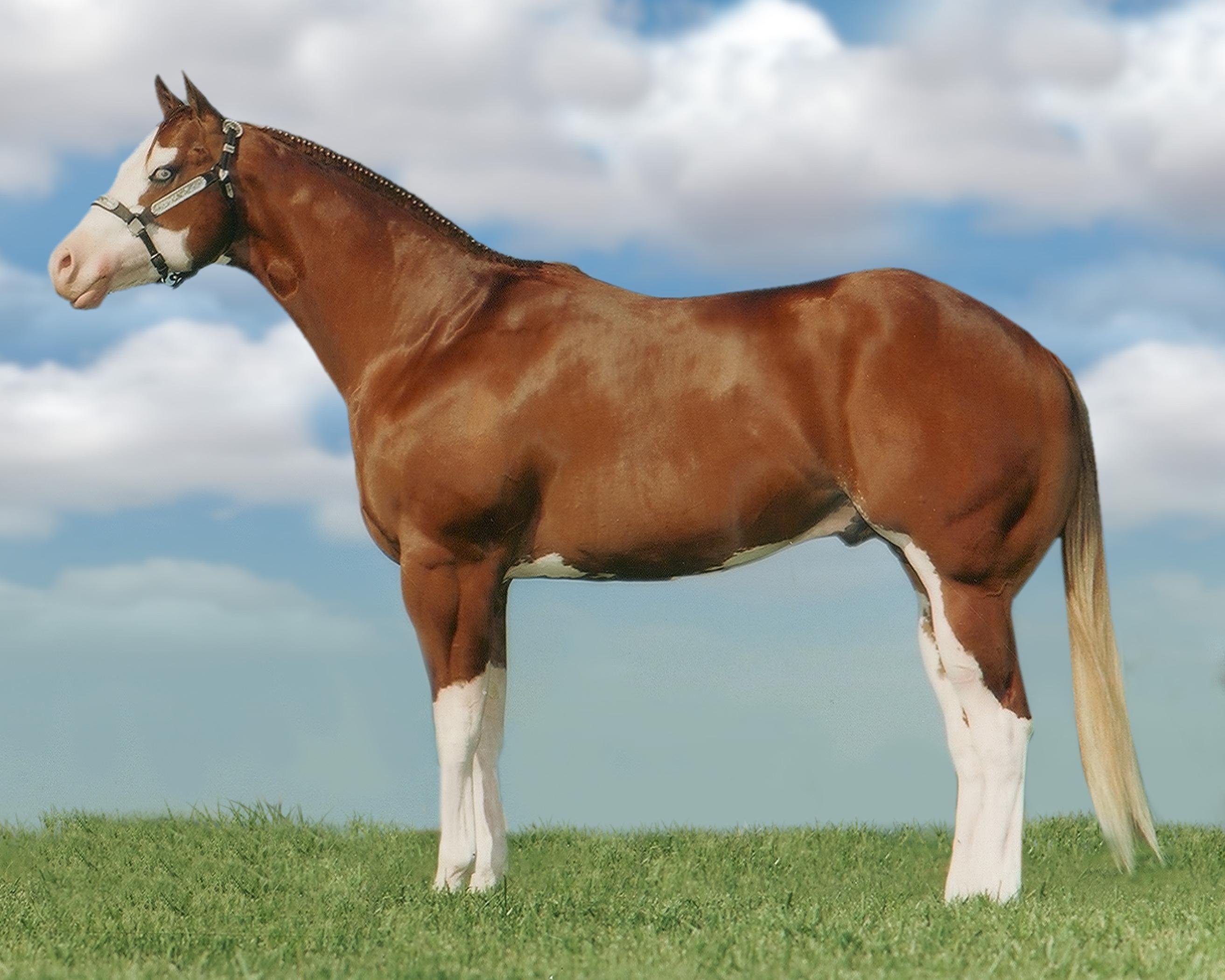 2625x2100 Free download American Paint Horse Wallpaper HD Download