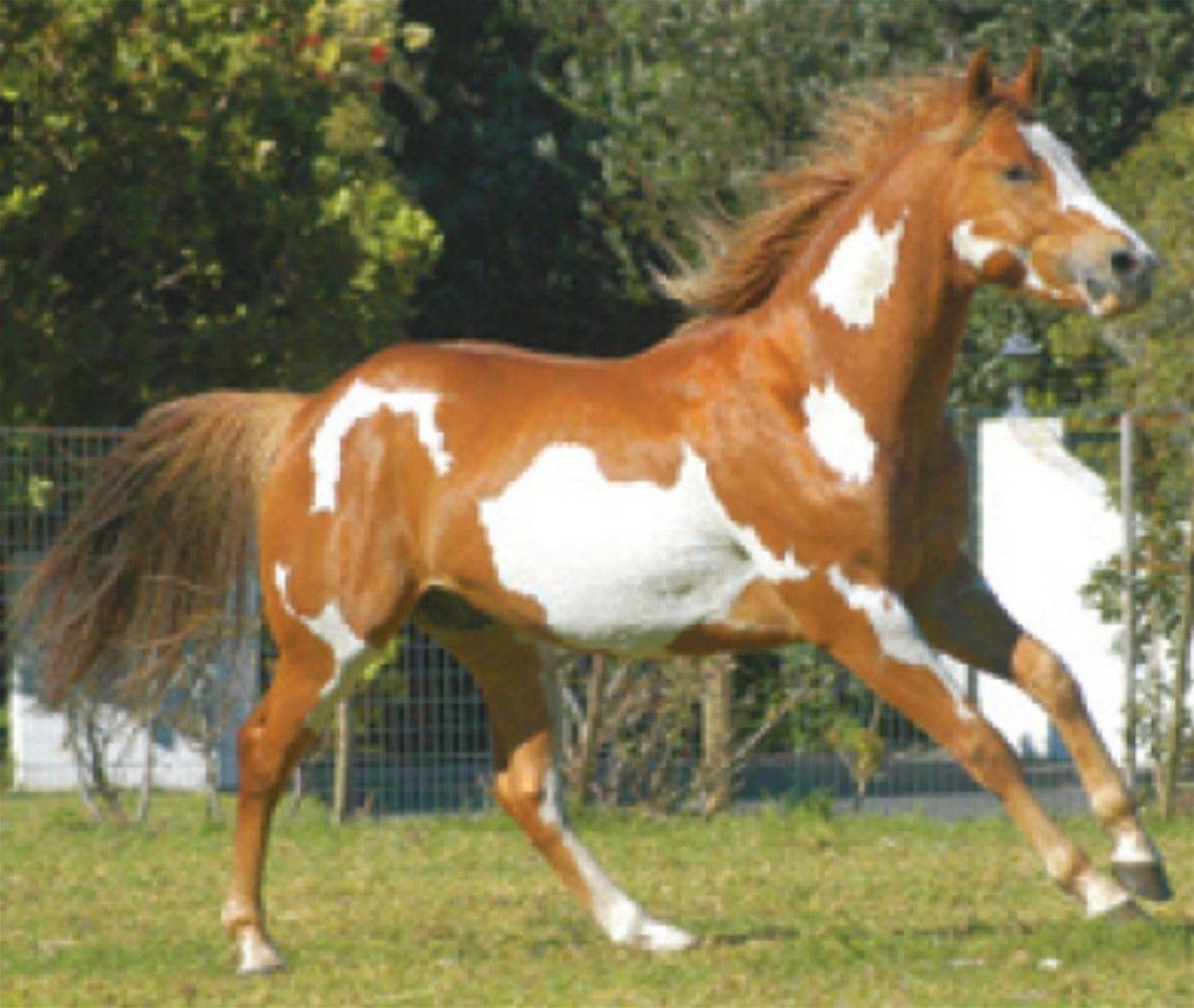 1113x940 Free download White Brown American Paint Horse Okay Wallpaper