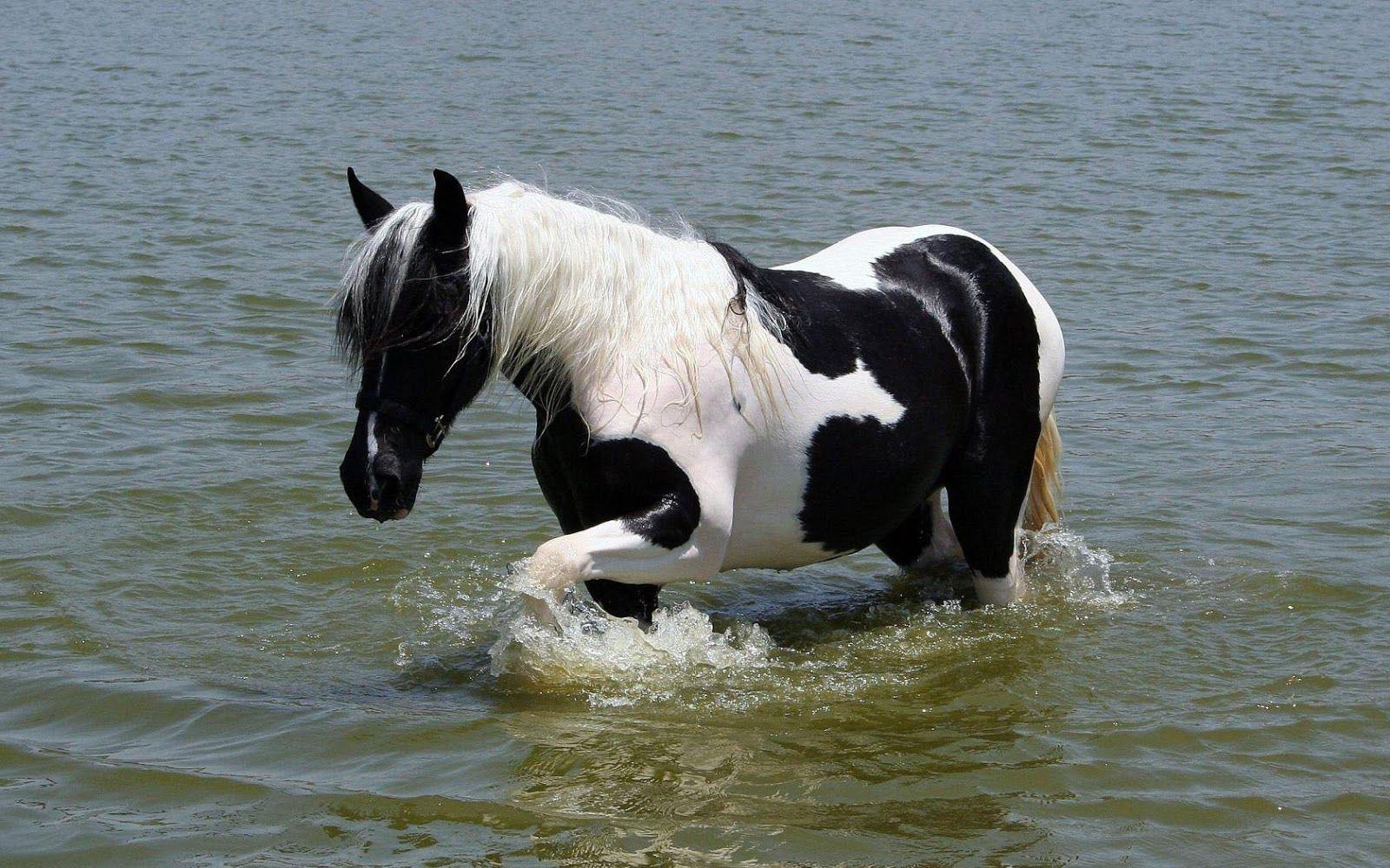 1600x1000 Free download Paint Horse Walking Under Water High Definition