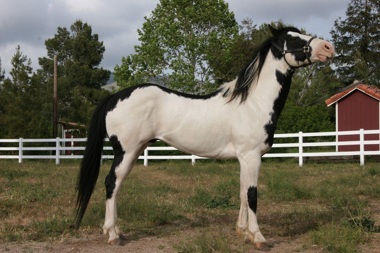 1600x1067 Painted Ponies Desktop Background