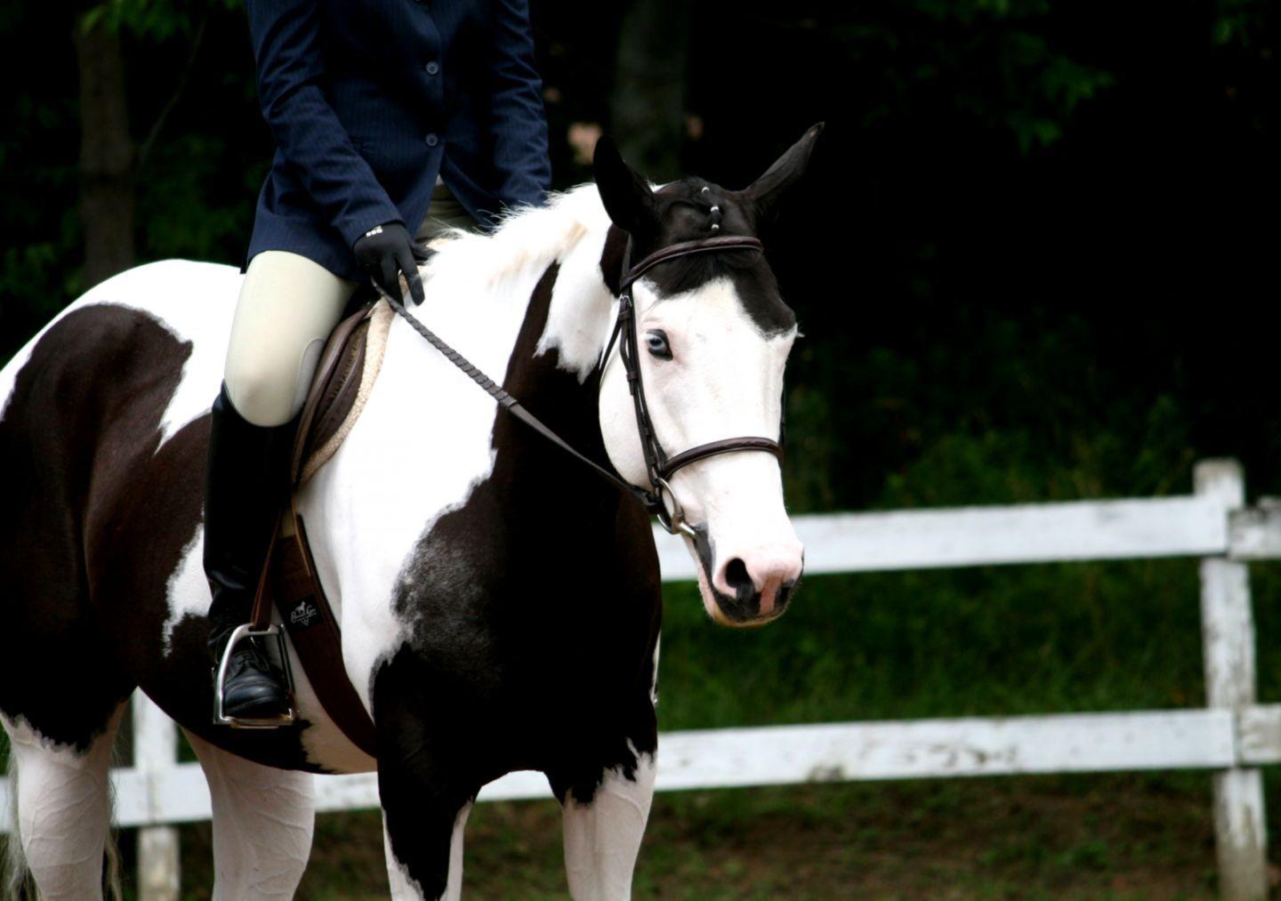 1440x1013 American Paint Horse Wallpaper