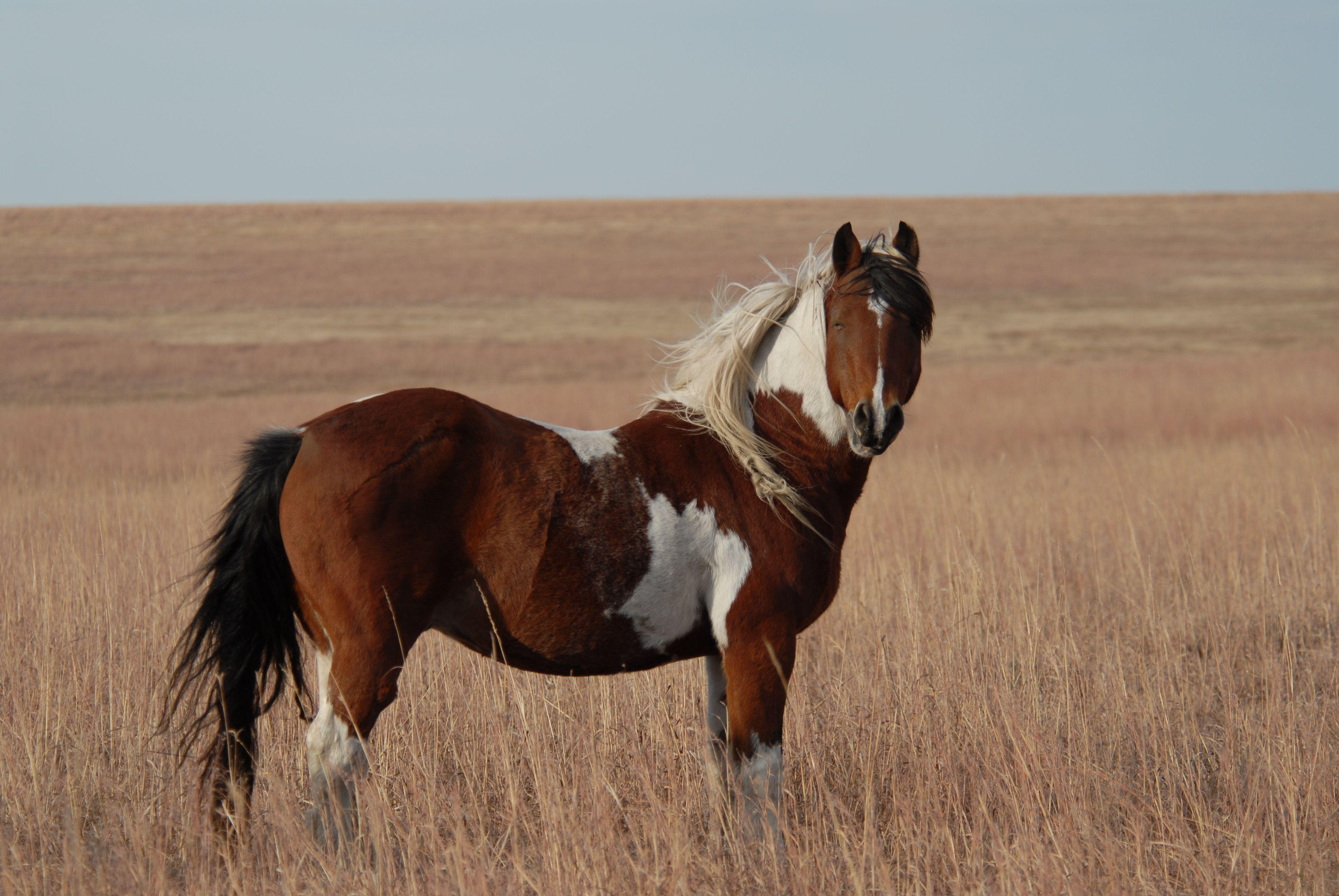 3872x2592 Long Term Holding Report. Mustang horse, Horses, Wild horse picture