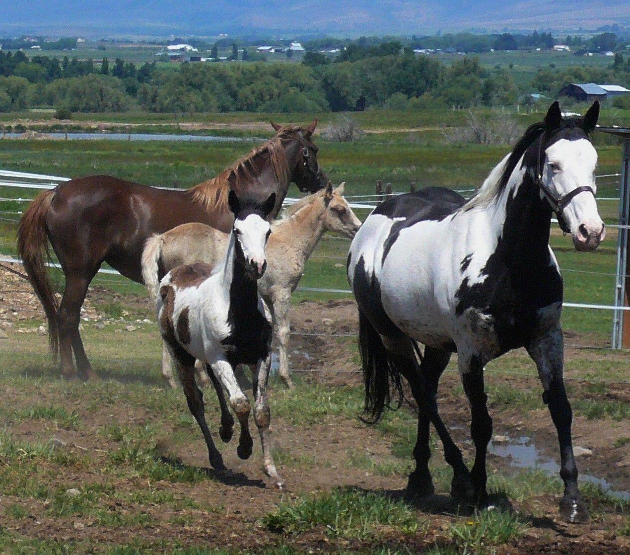 1269x1117 Horses Group Mares Foals Painted Foal Mare American
