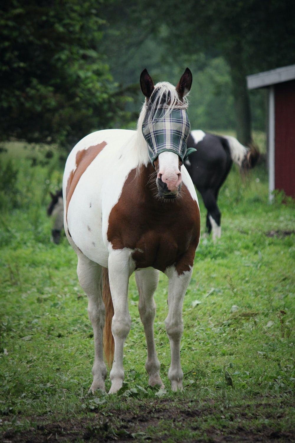 1000x1500 Painted Horse Picture. Download Free Image